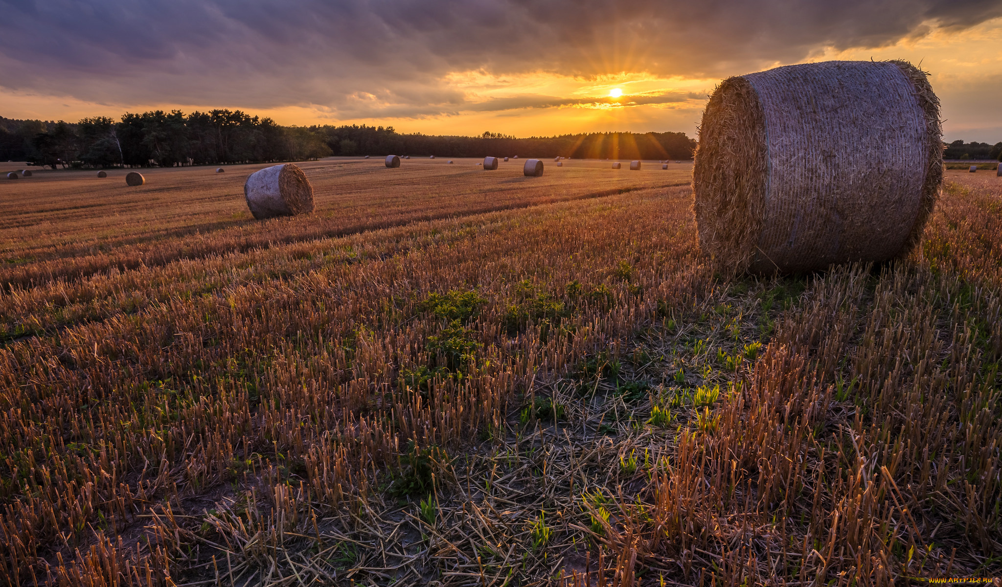 природа, поля, простор
