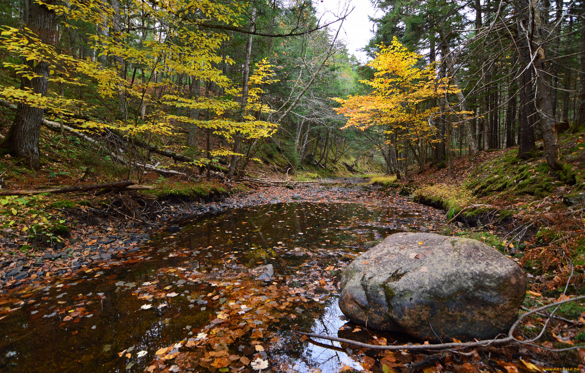 природа, лес, простор