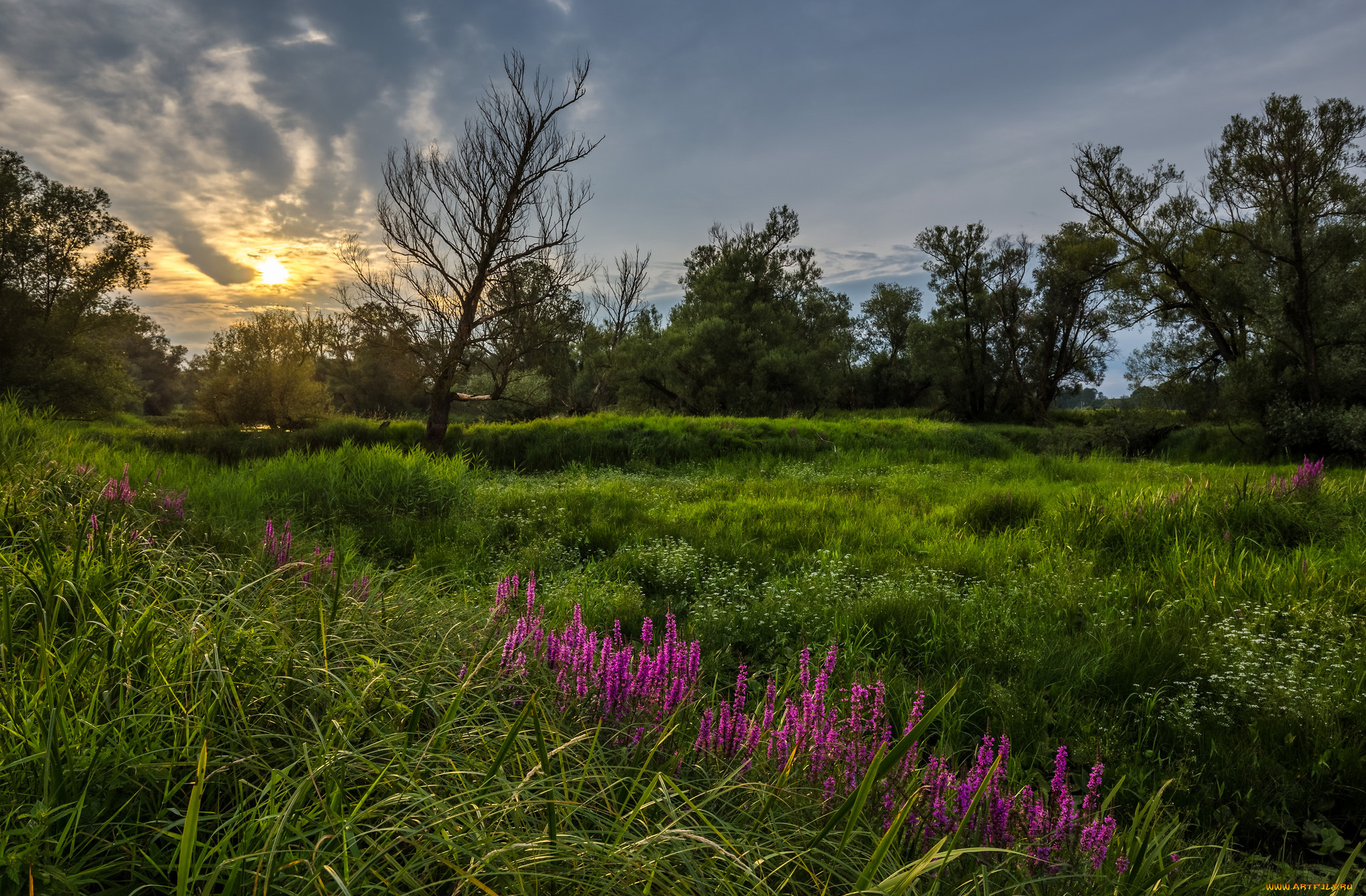 природа, луга, простор