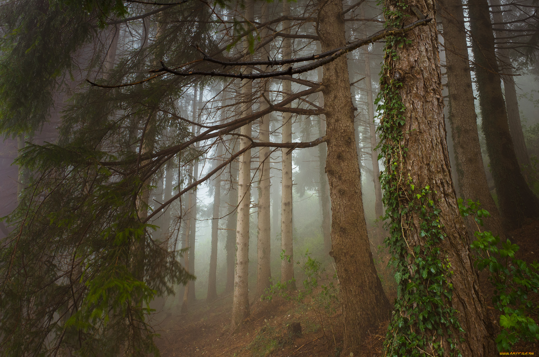 природа, лес, простор