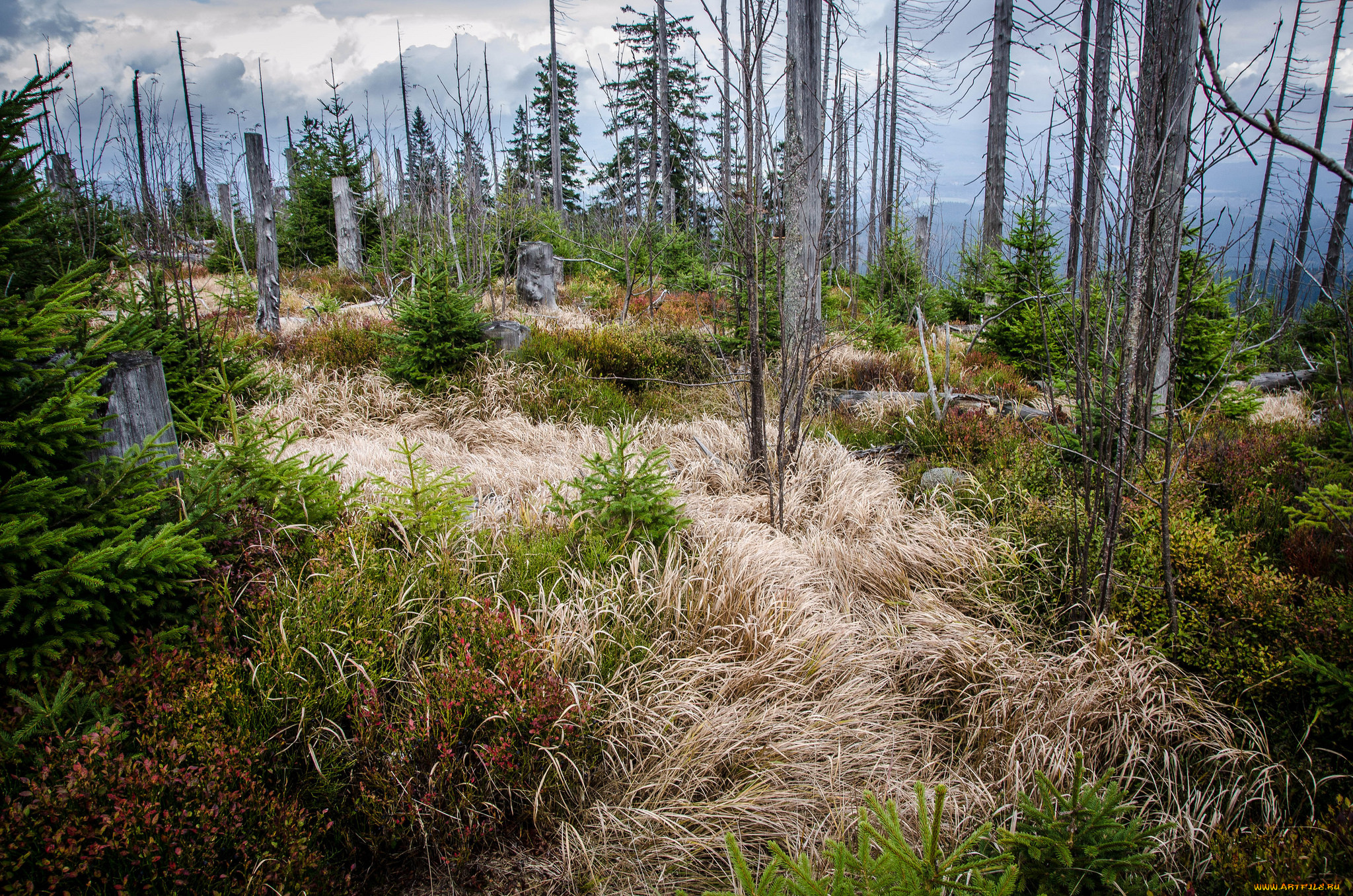 природа, лес, простор