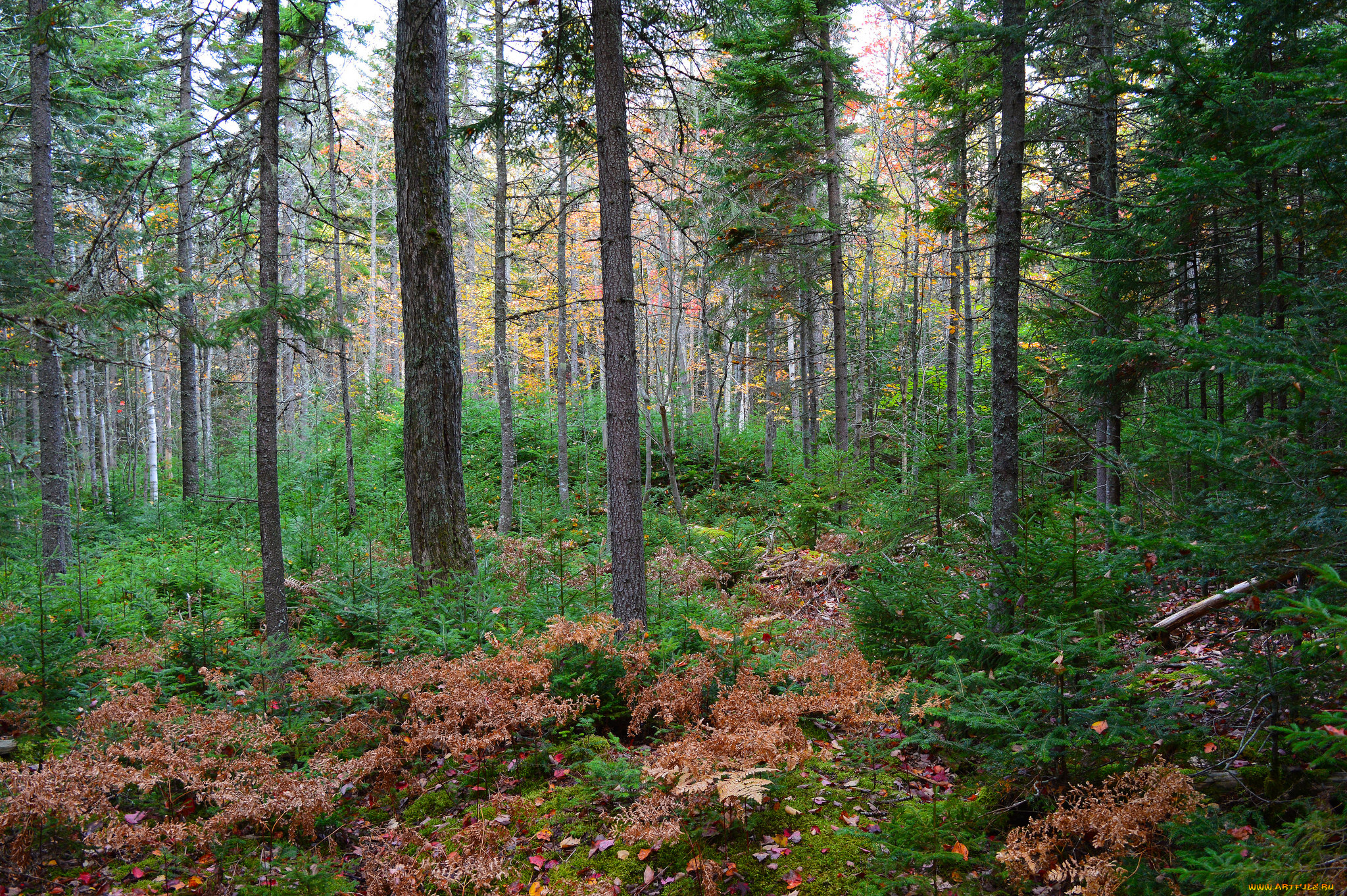 природа, лес, простор