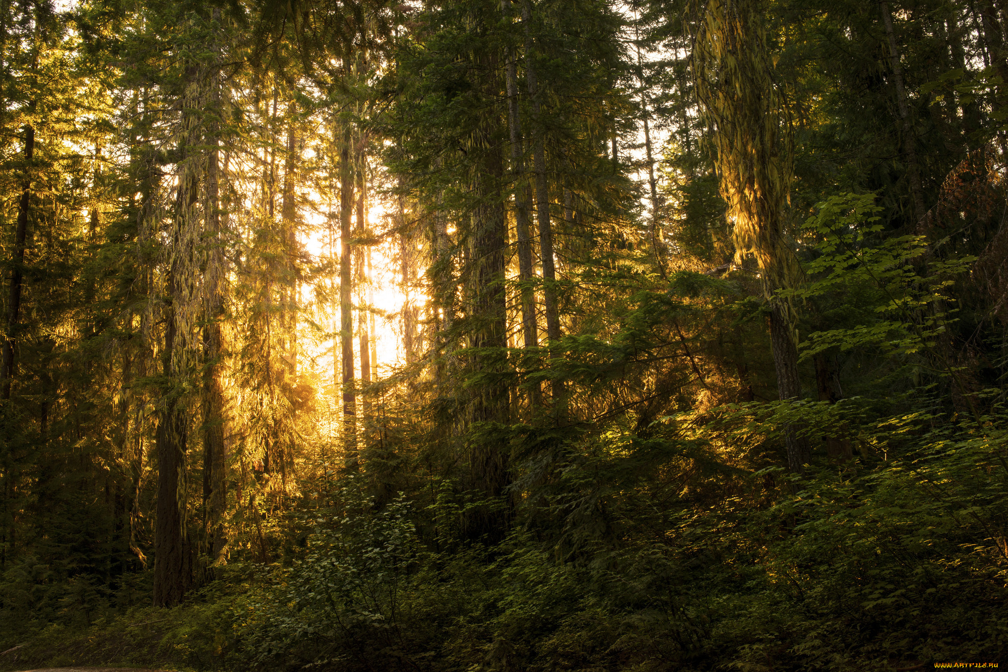 природа, лес, простор