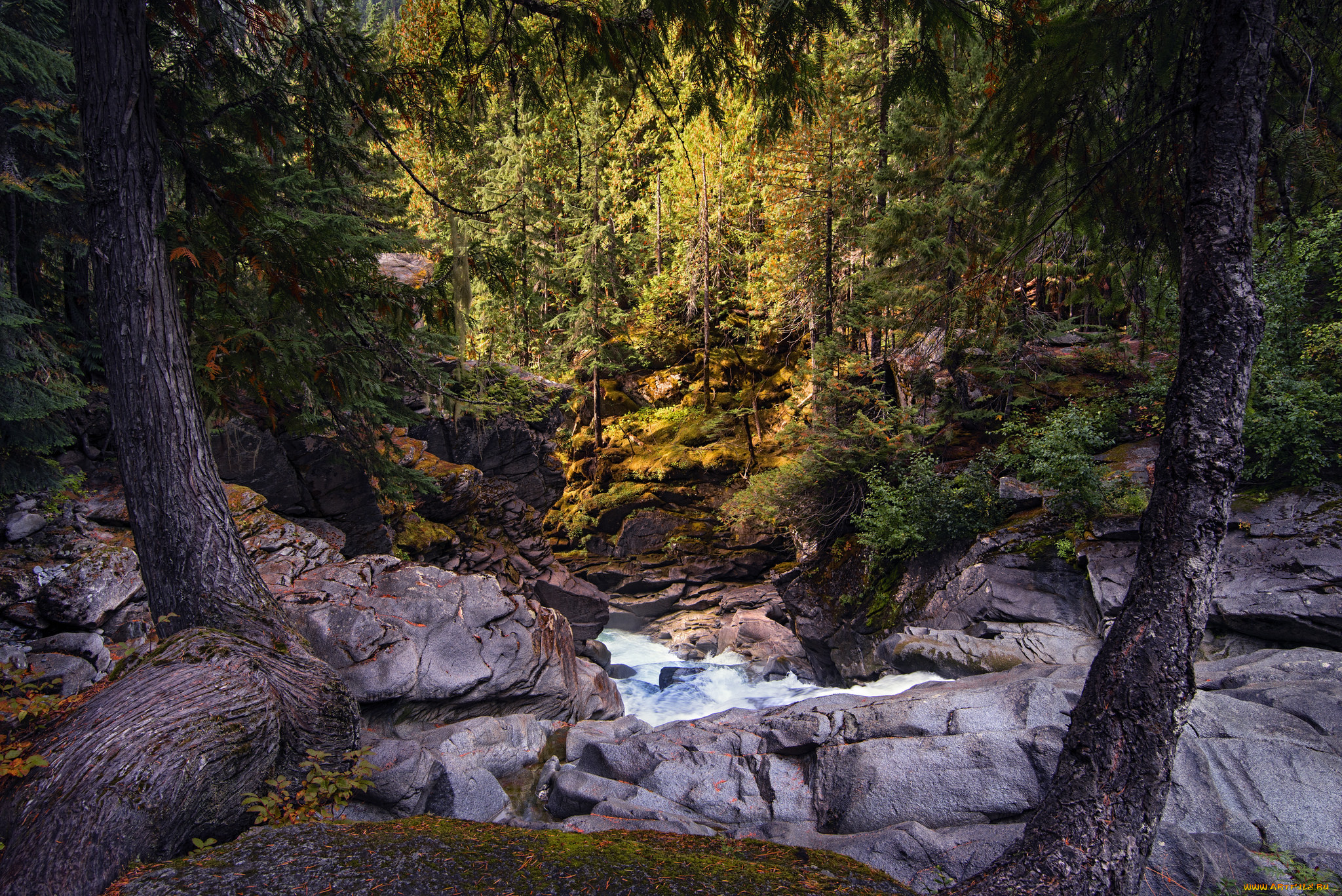 природа, лес, простор