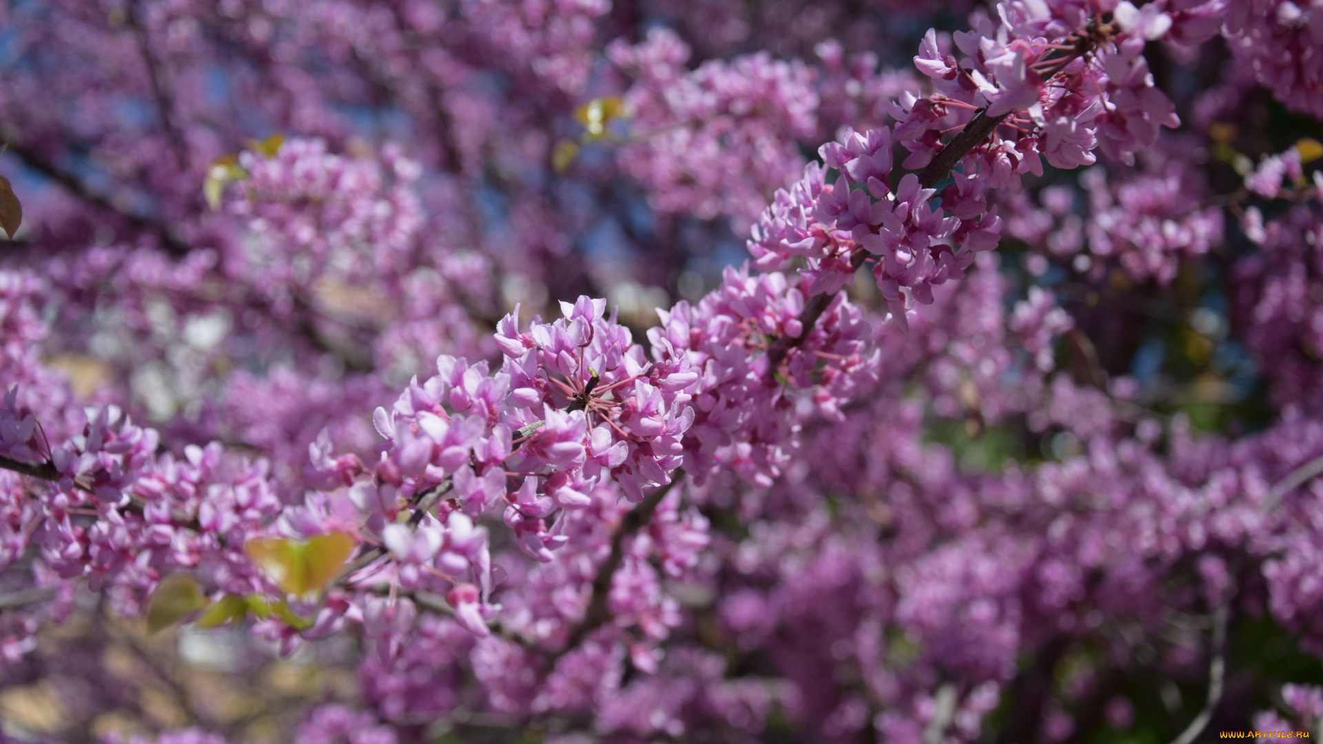 цветы, цветущие, деревья, , , кустарники, лепестки, ветки