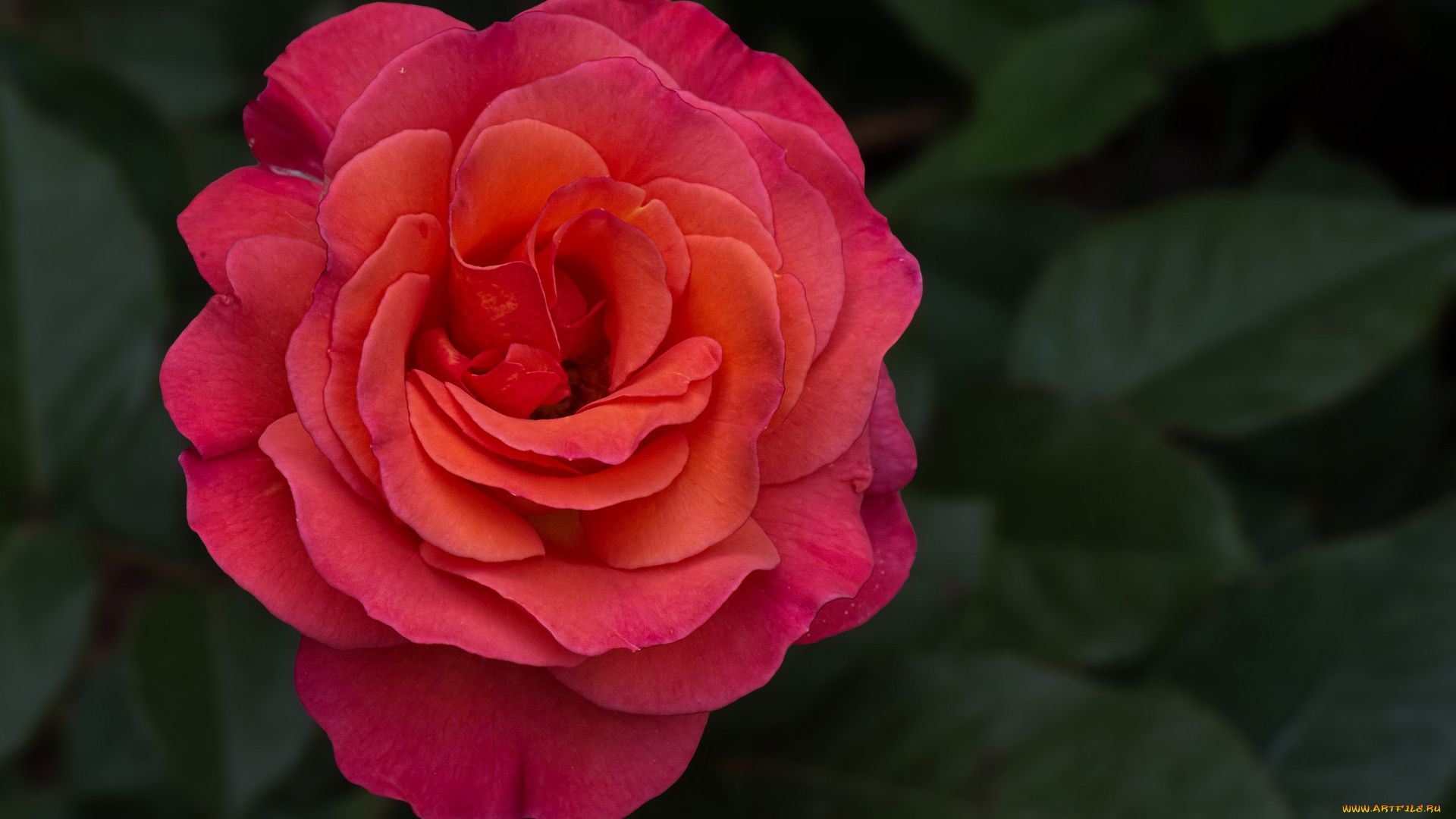 цветы, розы, бутон, лепестки