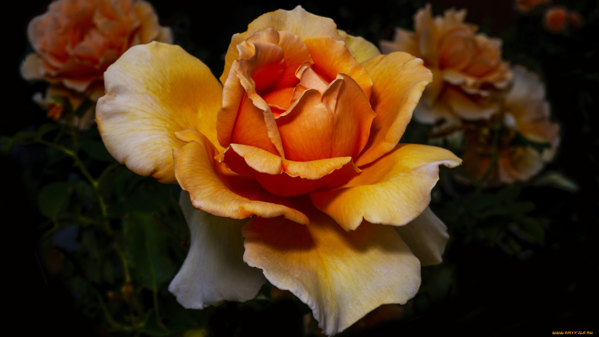 цветы, розы, лепестки, бутон