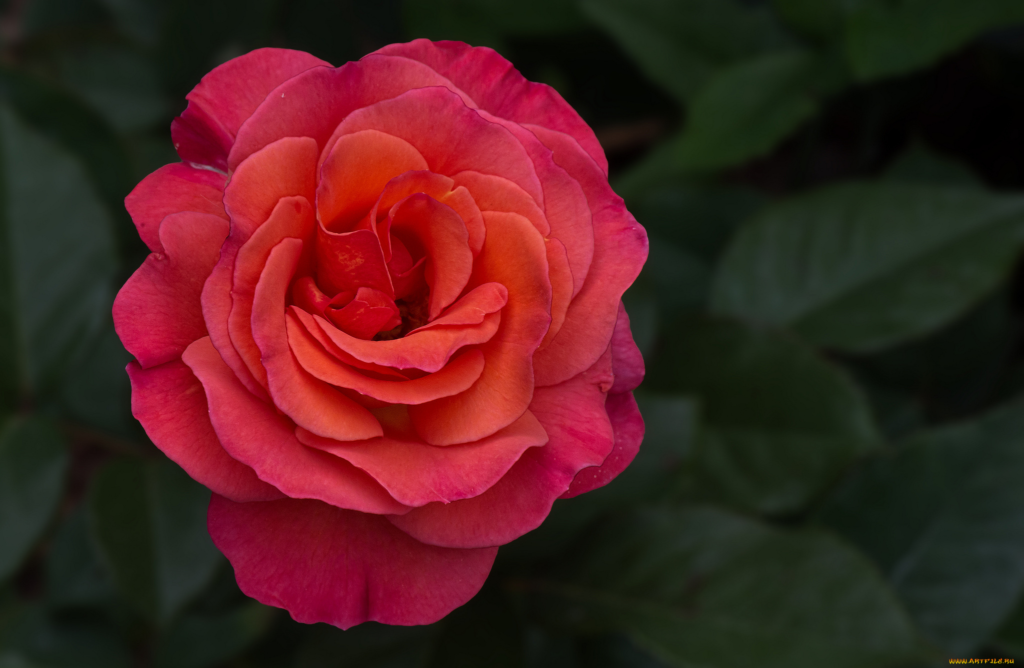 цветы, розы, бутон, лепестки