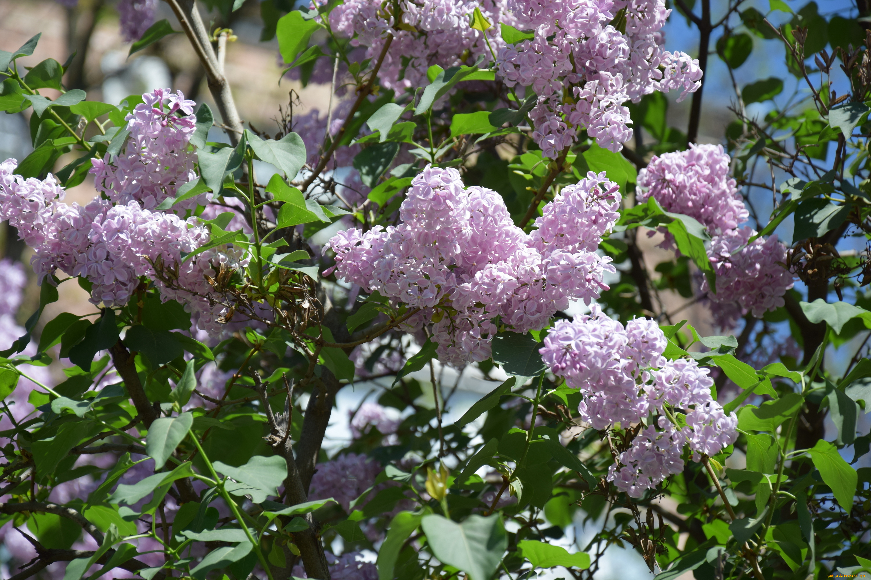 цветы, цветущие, деревья, , , кустарники, ветки, лепестки