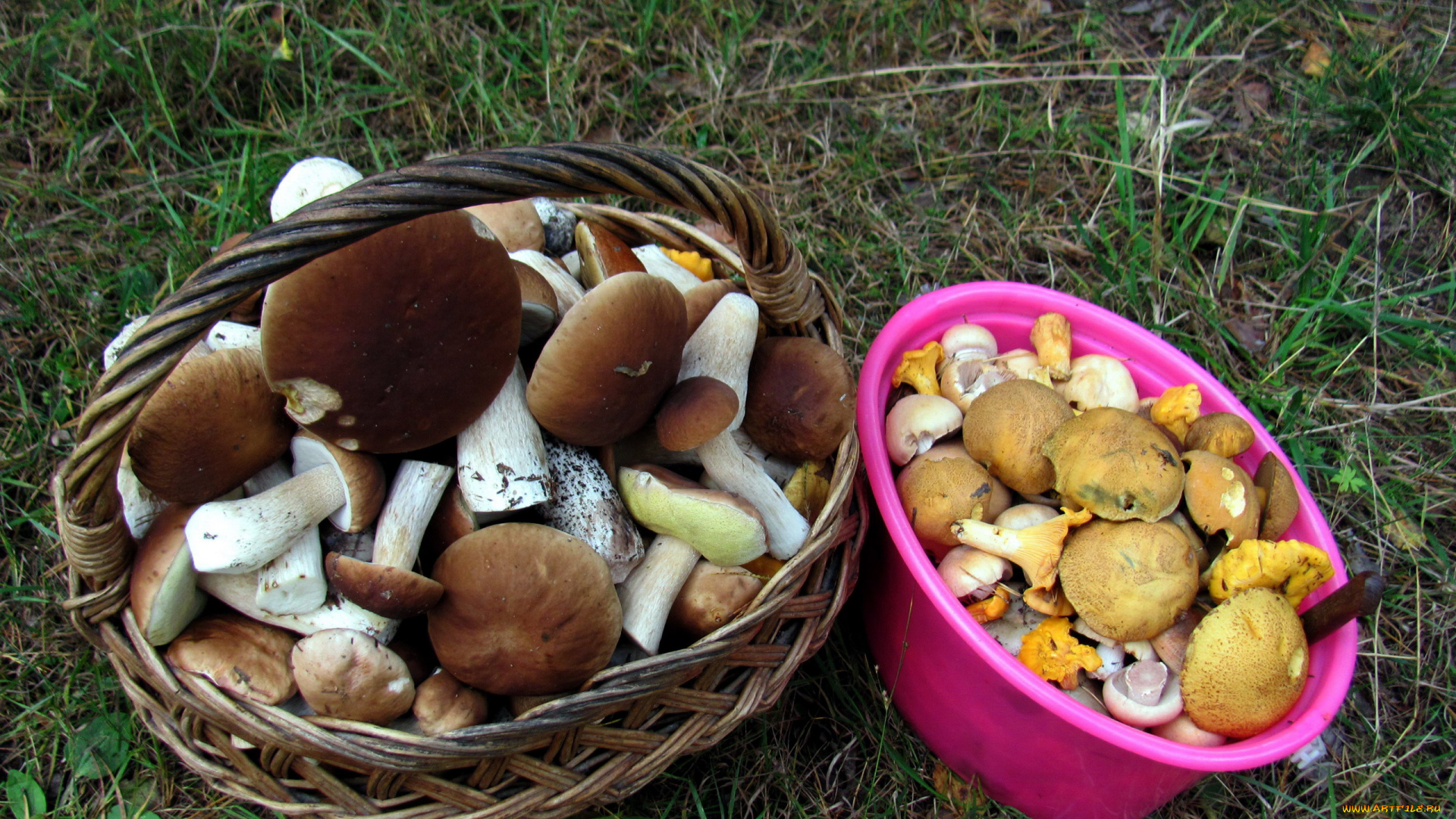 еда, грибы, , грибные, блюда, боровики