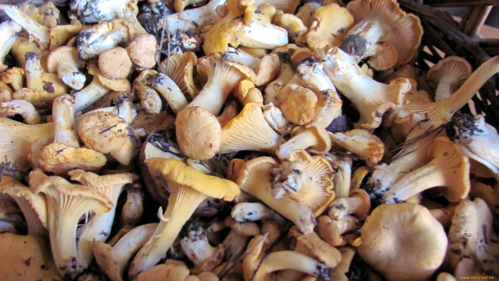 еда, грибы, , грибные, блюда, лисички