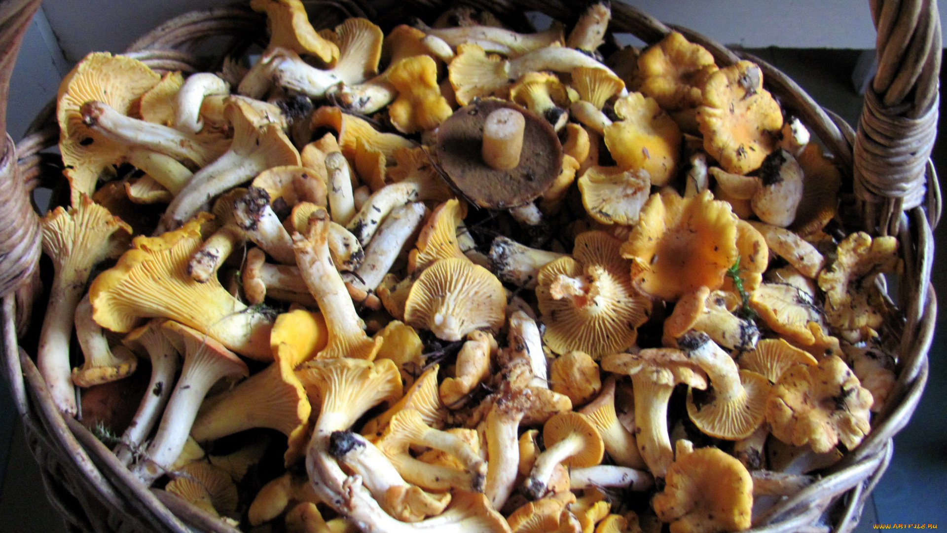 еда, грибы, , грибные, блюда, лисички