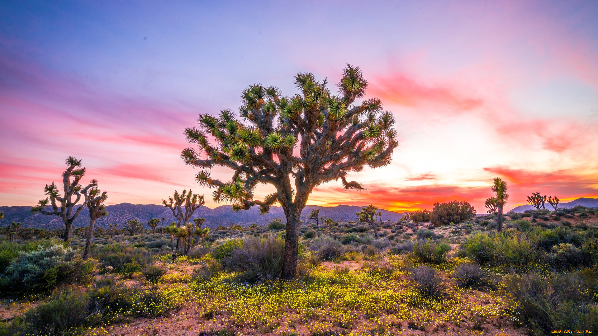 природа, деревья, национальный, парк, джошуа-три, сша