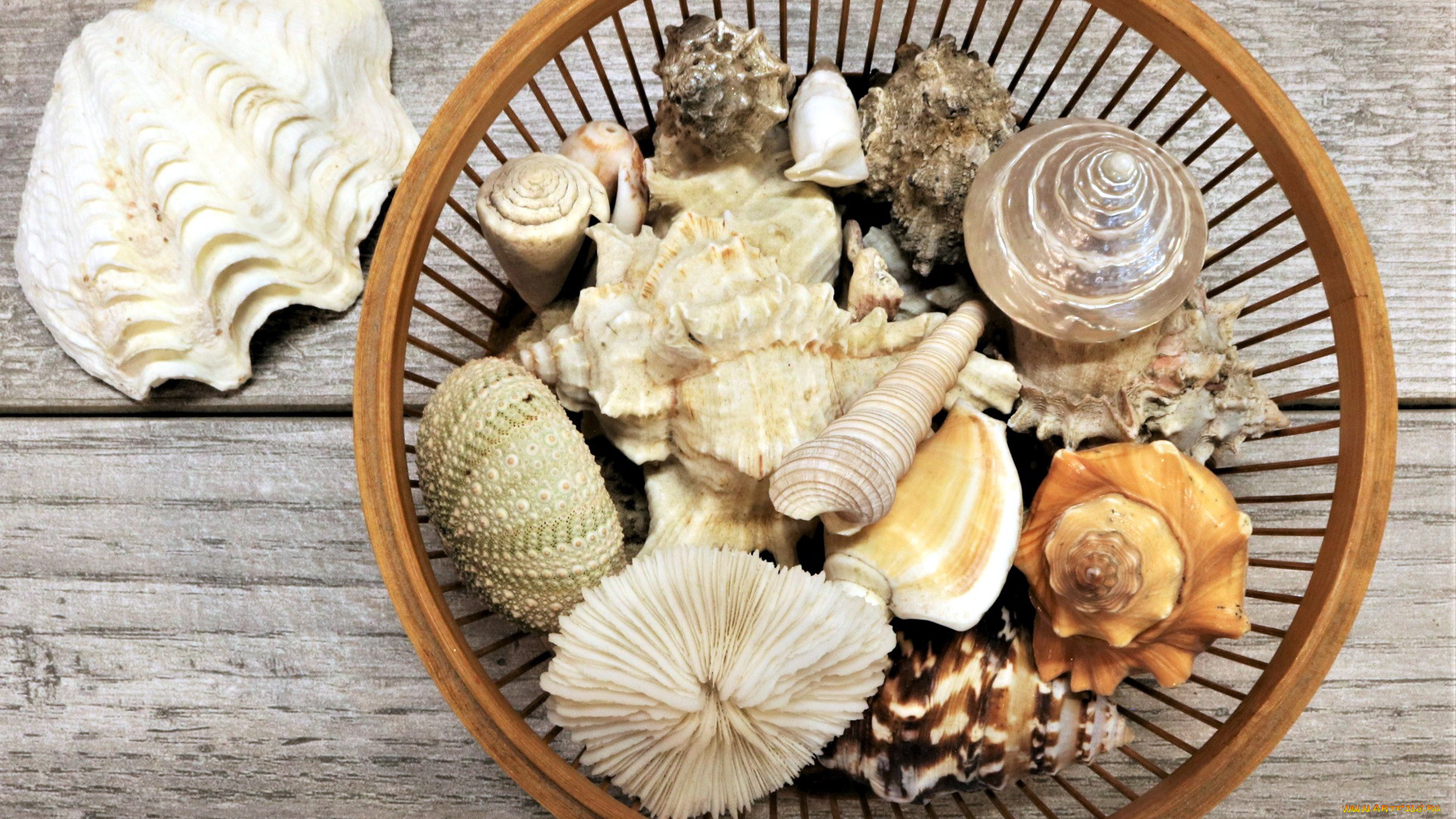 разное, ракушки, , кораллы, , декоративные, и, spa-камни, ракушка