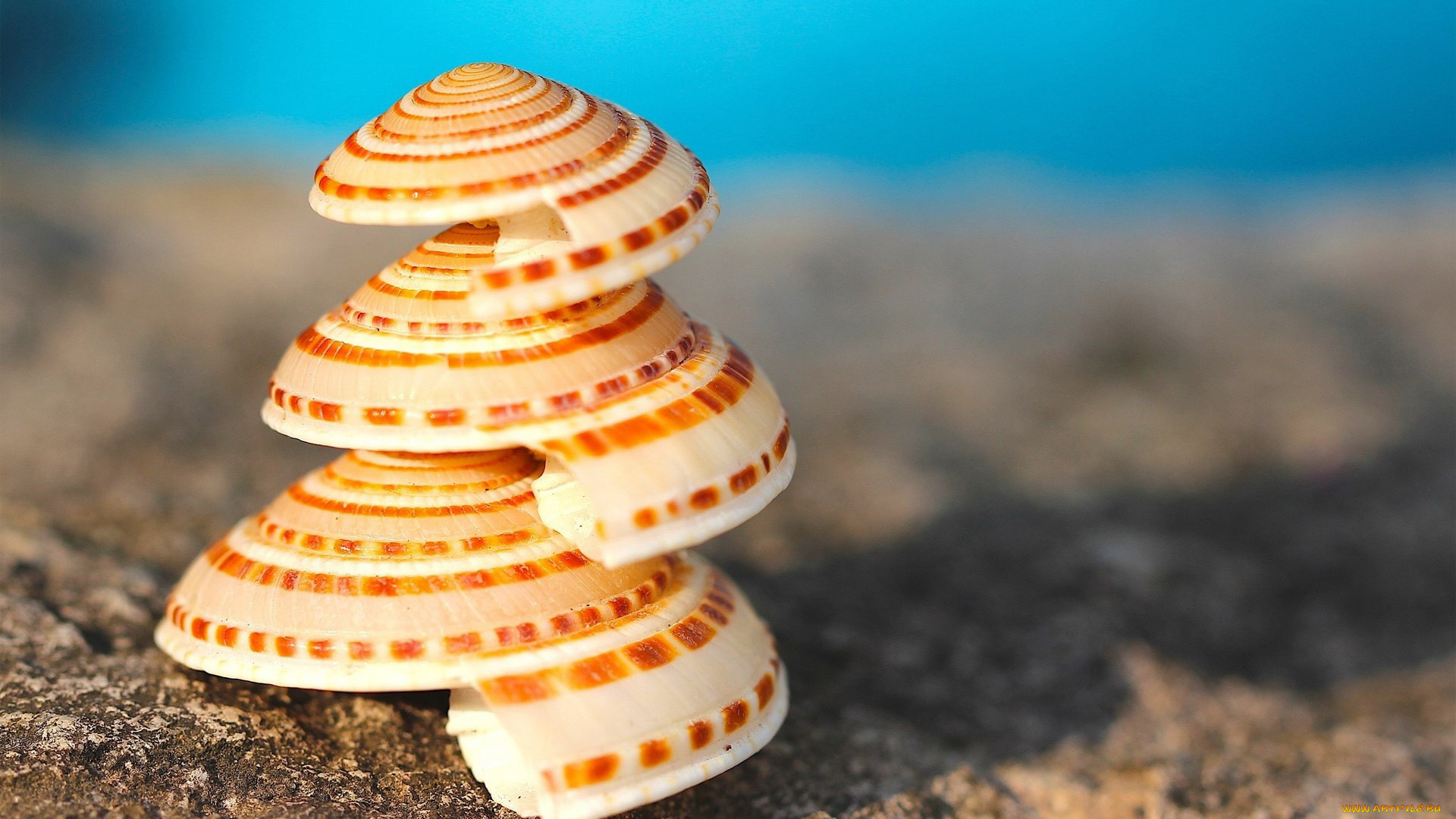 разное, ракушки, , кораллы, , декоративные, и, spa-камни, ракушка