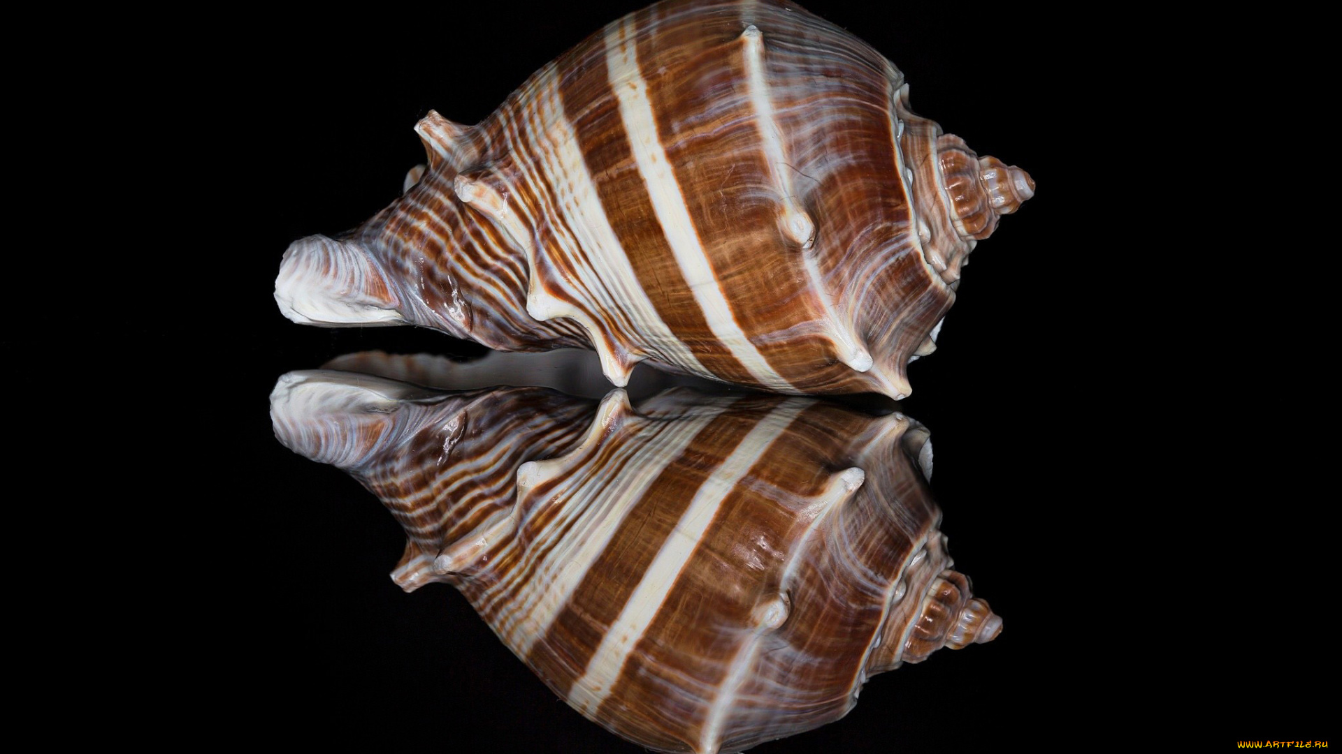 разное, ракушки, , кораллы, , декоративные, и, spa-камни, ракушка