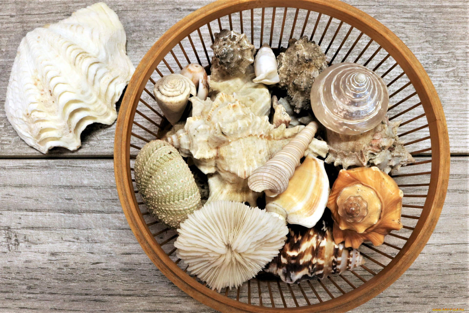 разное, ракушки, , кораллы, , декоративные, и, spa-камни, ракушка