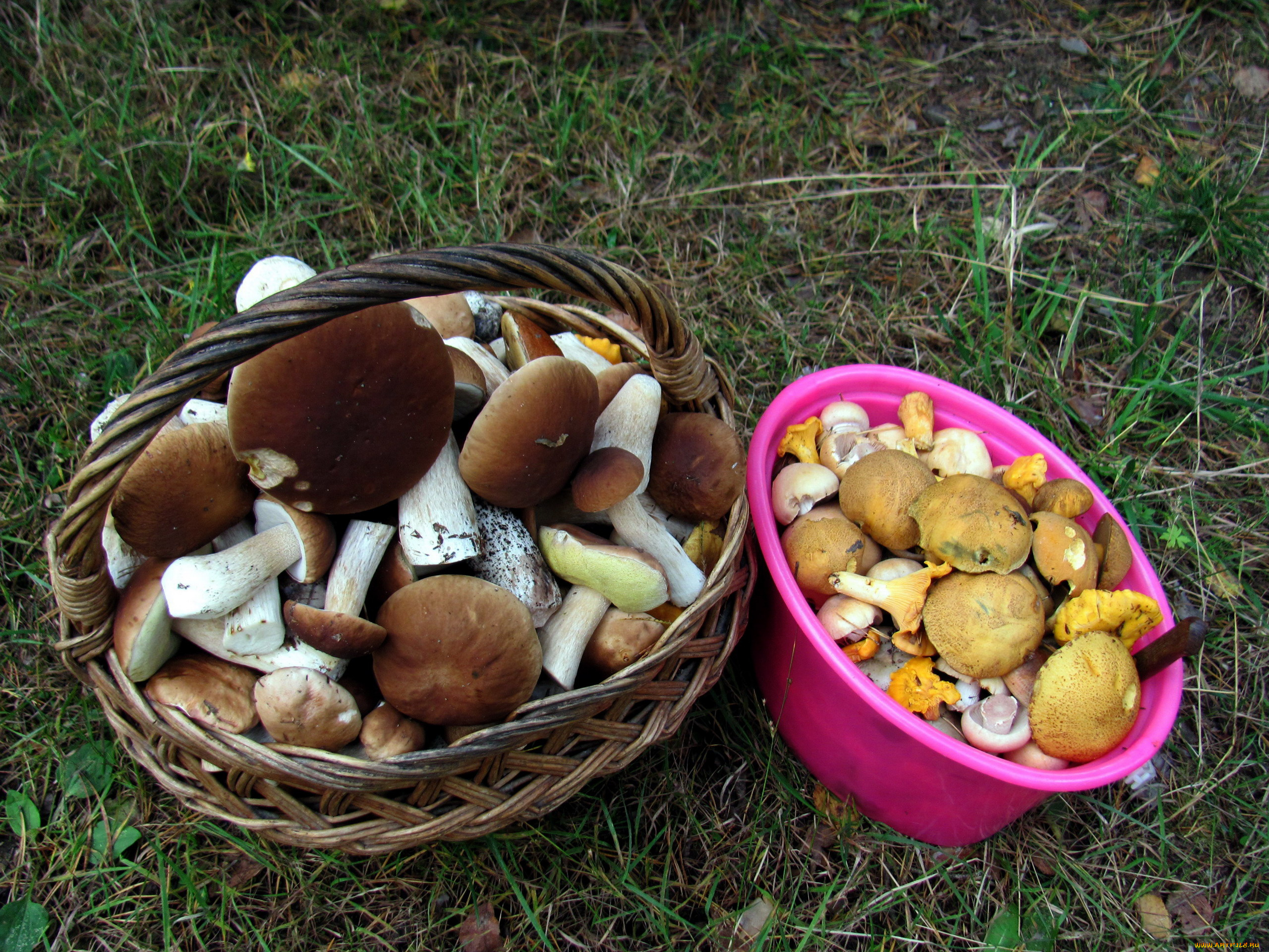 еда, грибы, , грибные, блюда, боровики