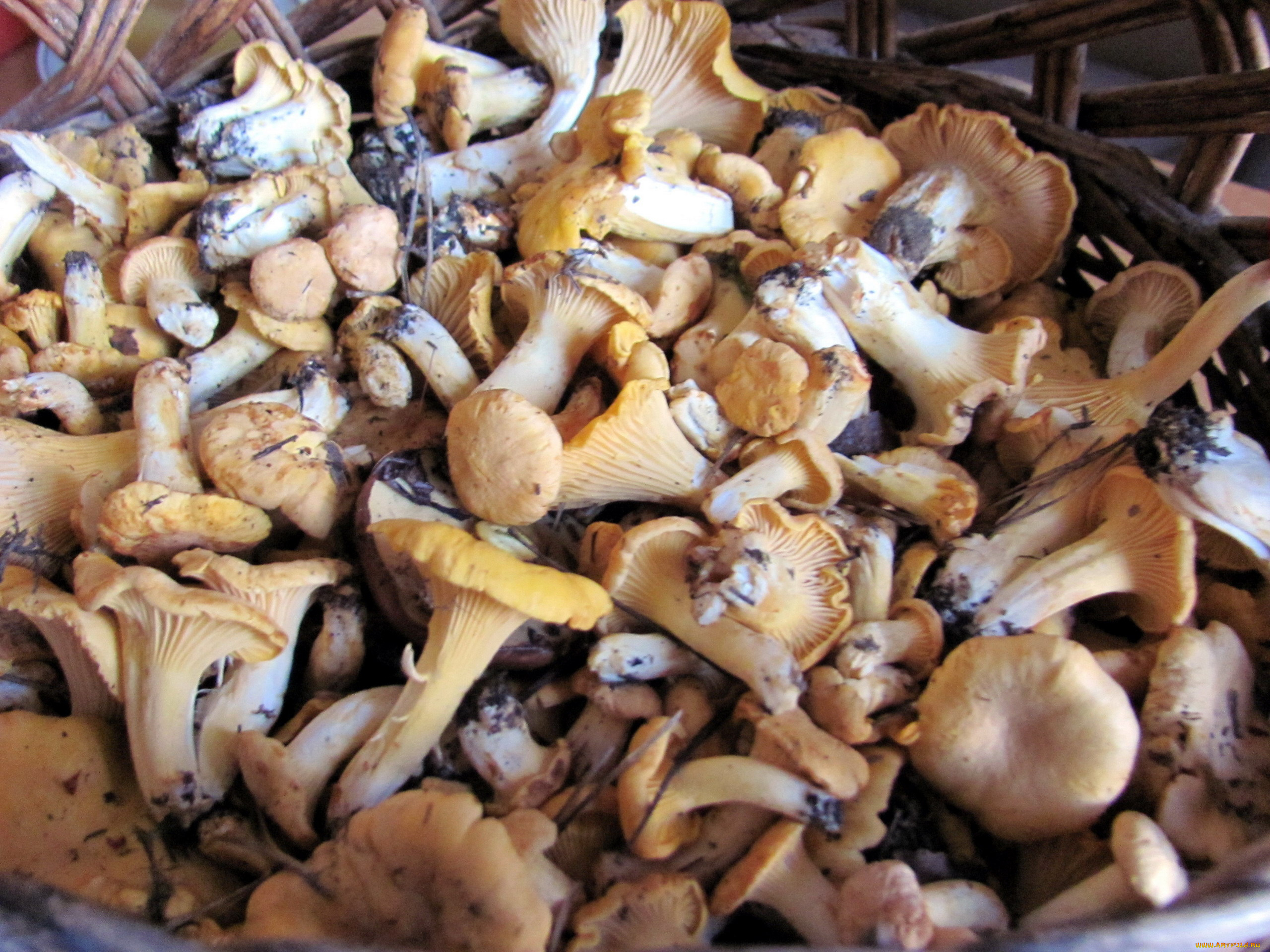 еда, грибы, , грибные, блюда, лисички