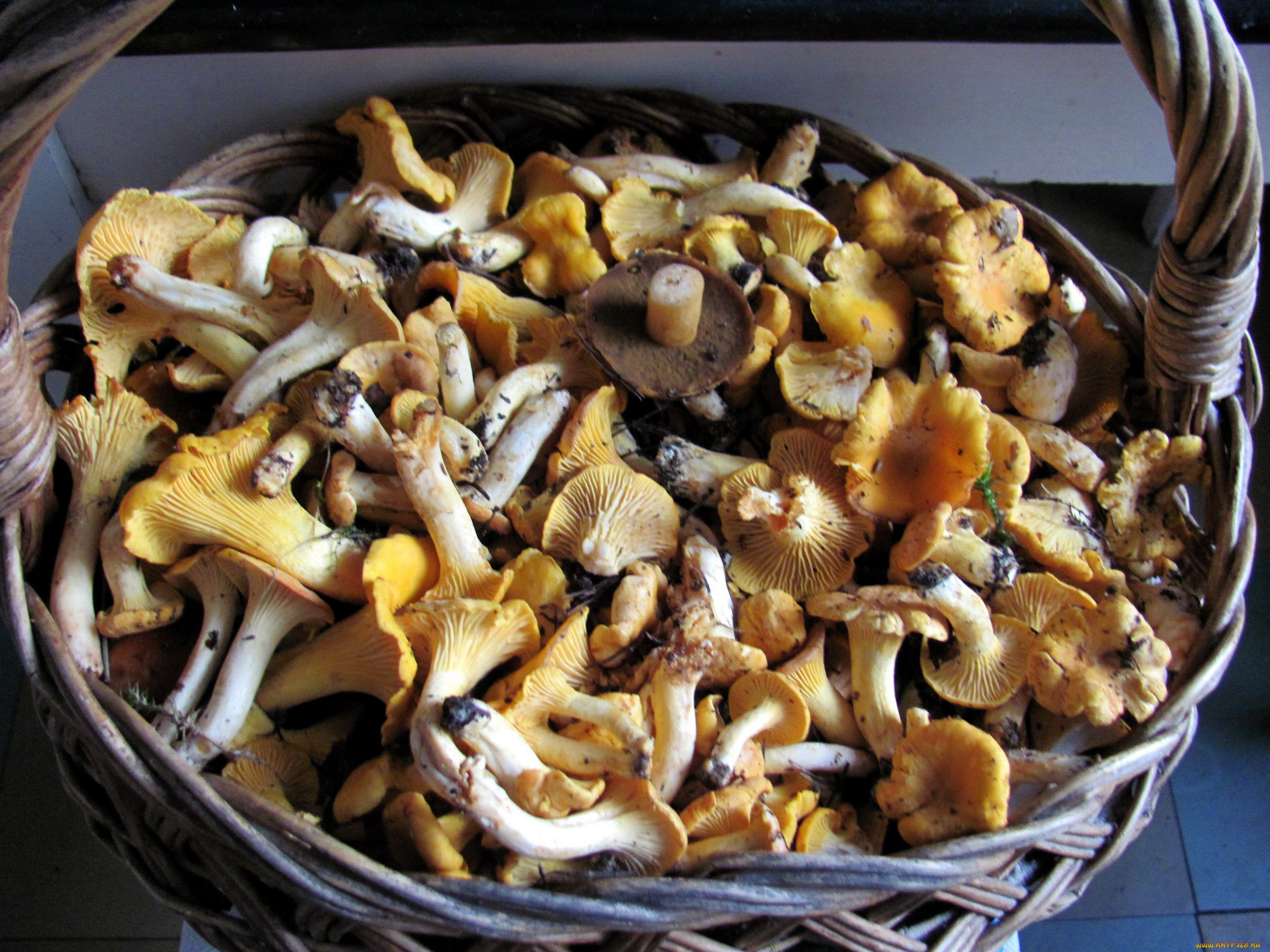 еда, грибы, , грибные, блюда, лисички