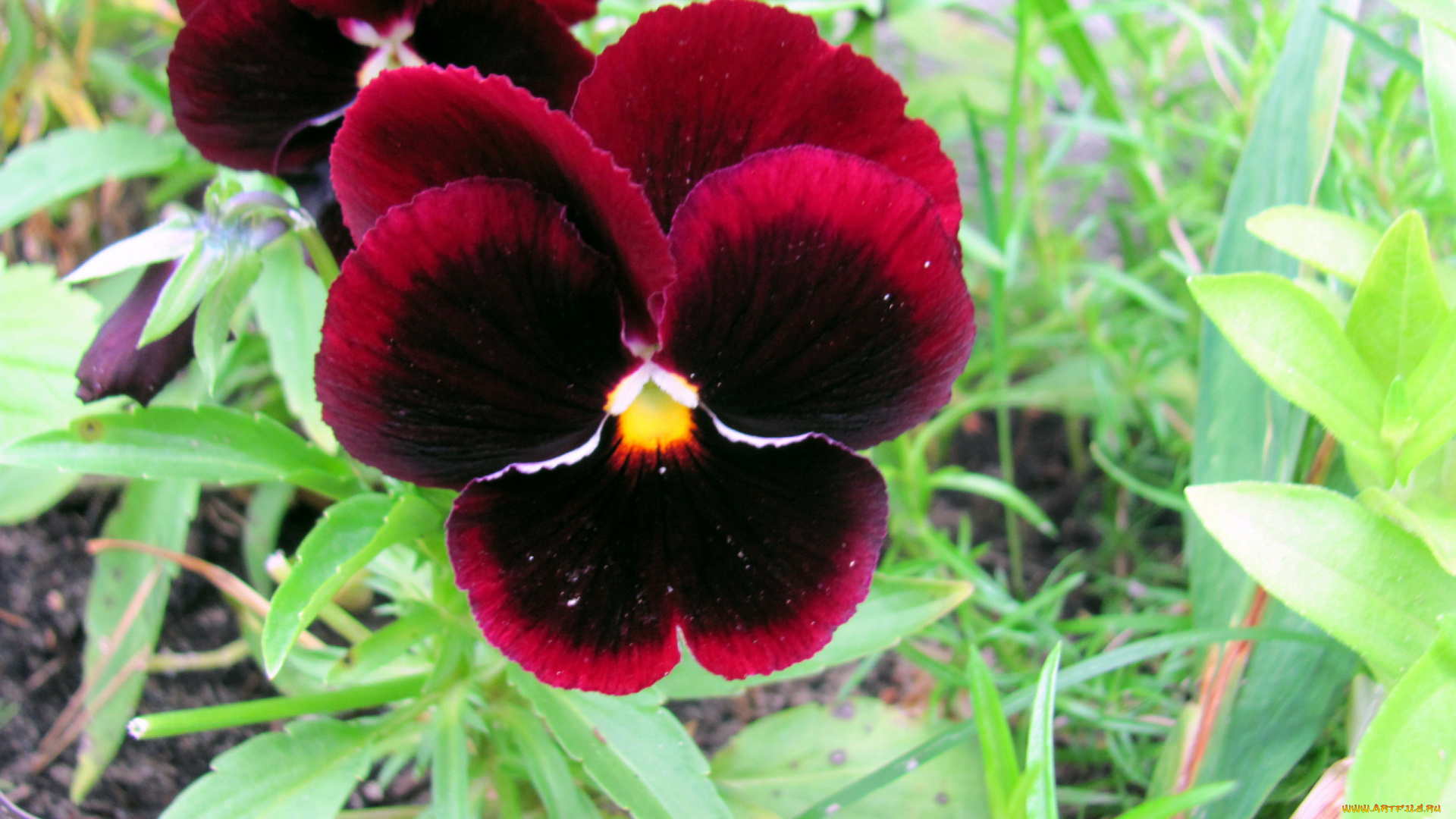 цветы, анютины, глазки, , садовые, фиалки, бархатные, анютины, глазки, макро