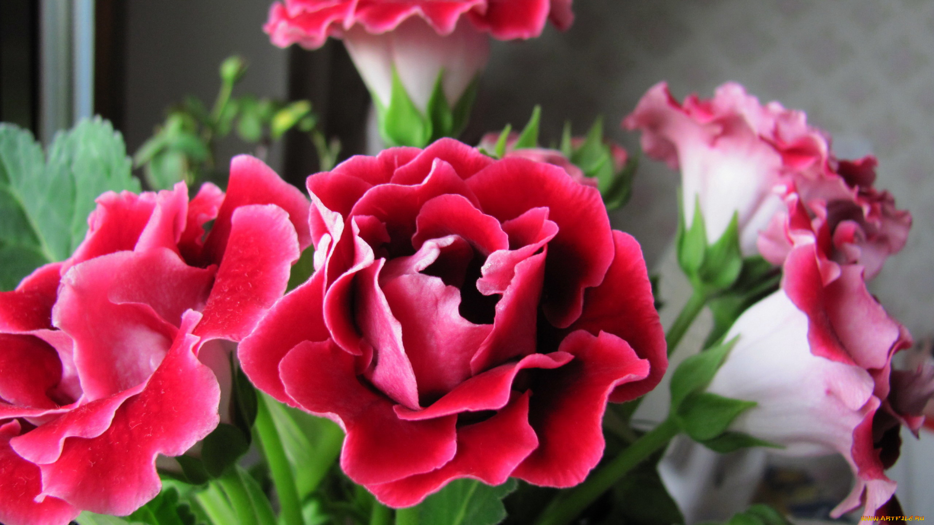 цветы, глоксиния, , синнингия, синингия