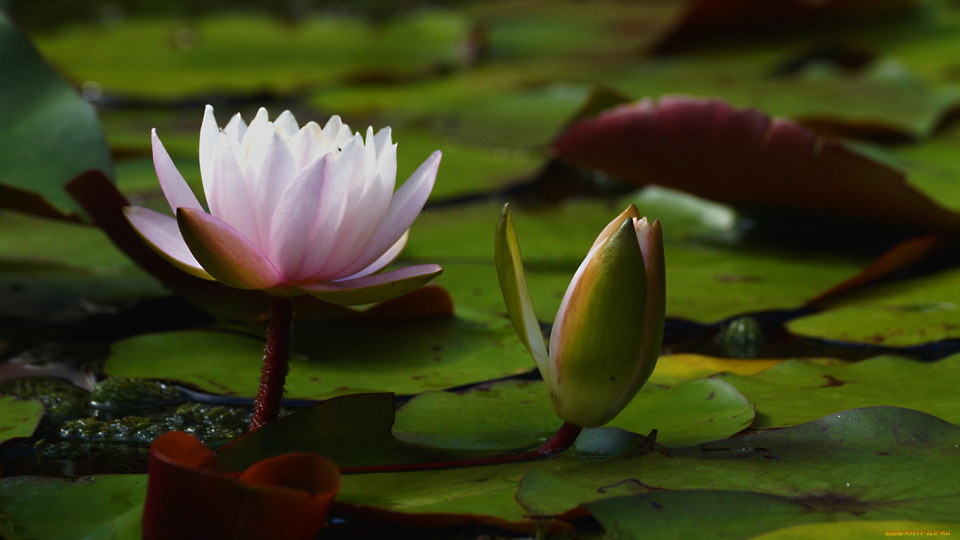 цветы, лилии, водяные, , нимфеи, , кувшинки, лилия, водяная, пруд, листья