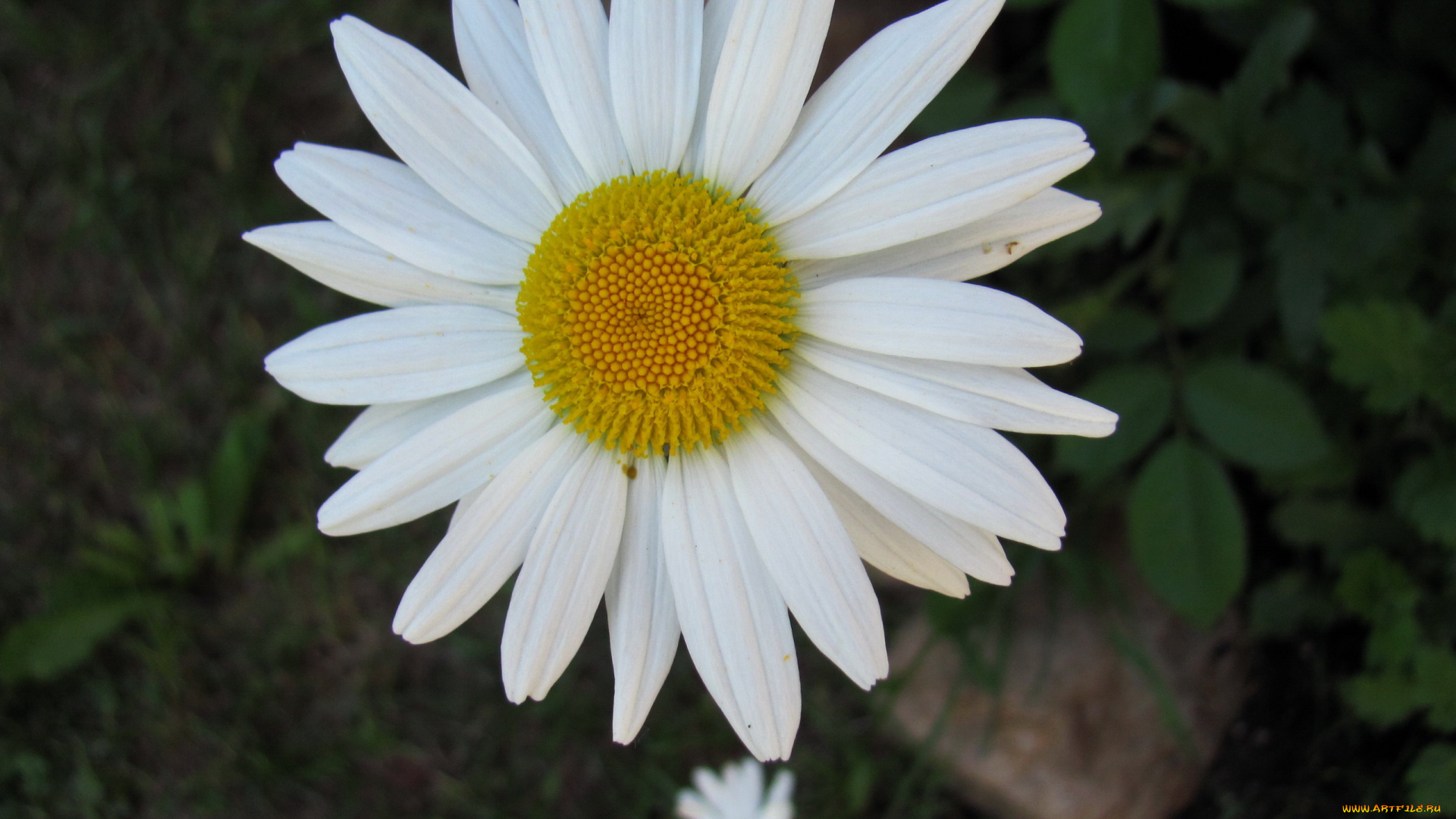 цветы, ромашки, белая, ромашка, макро