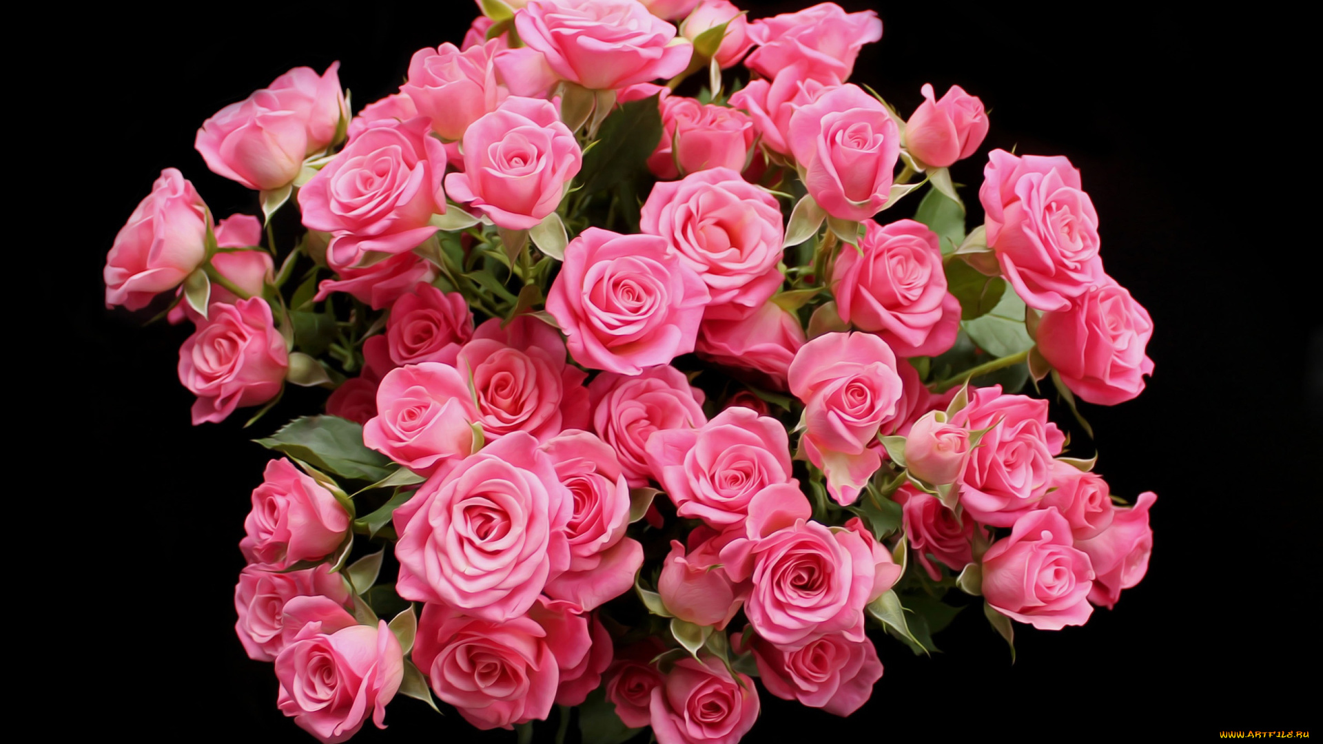 цветы, розы, розовые, бутоны, черный, фон