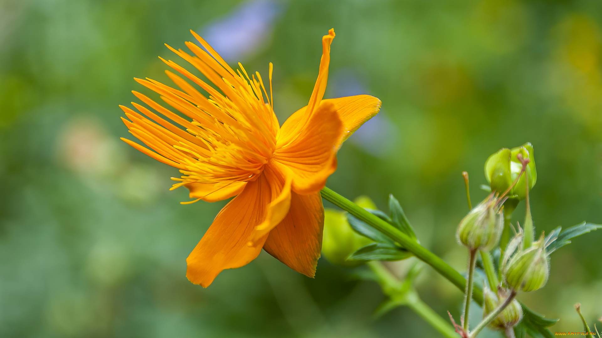 trollius, chinensis, купальница, китайская, цветы, trollius, chinensis, купальница, китайская