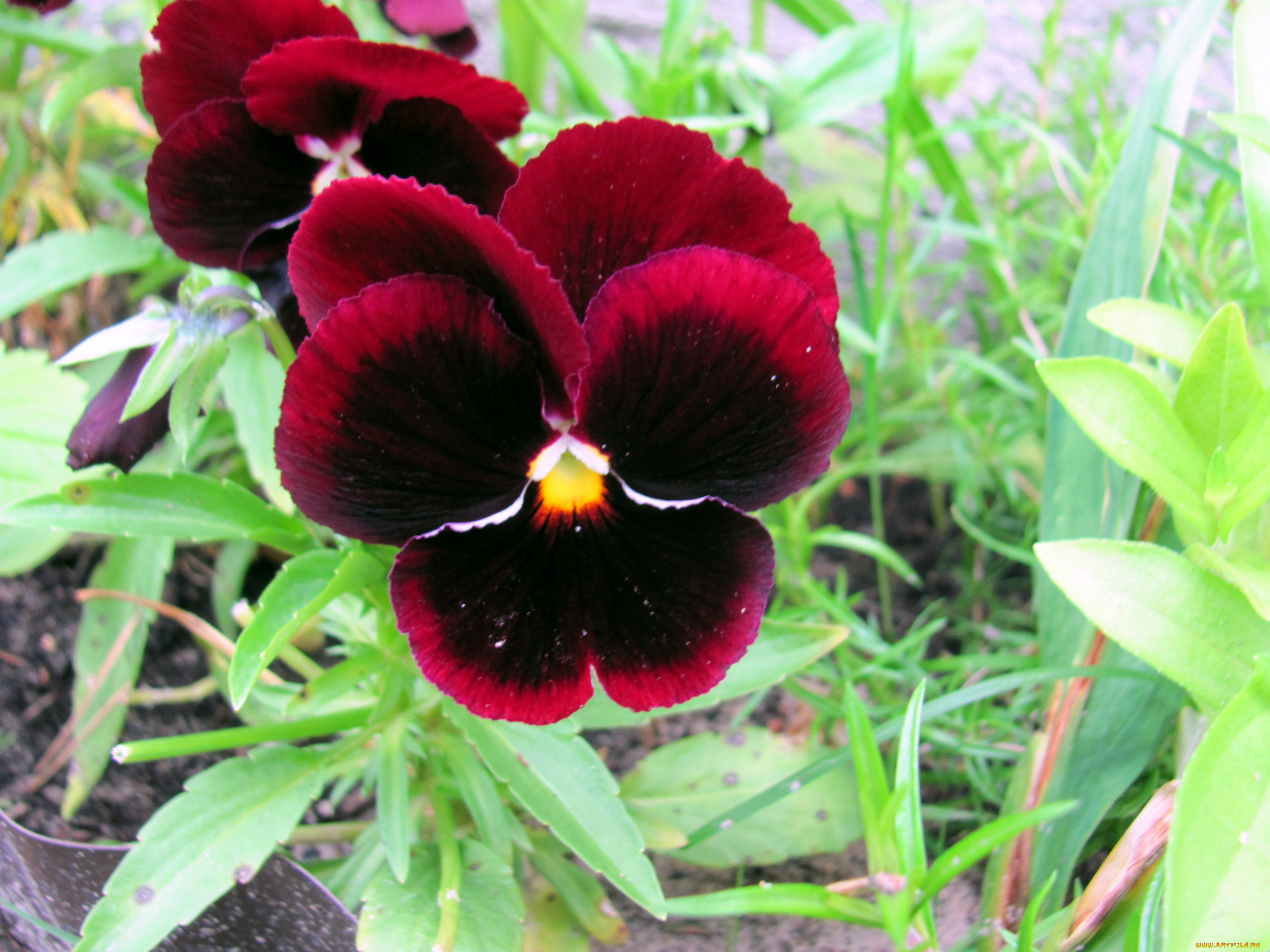 цветы, анютины, глазки, , садовые, фиалки, бархатные, анютины, глазки, макро