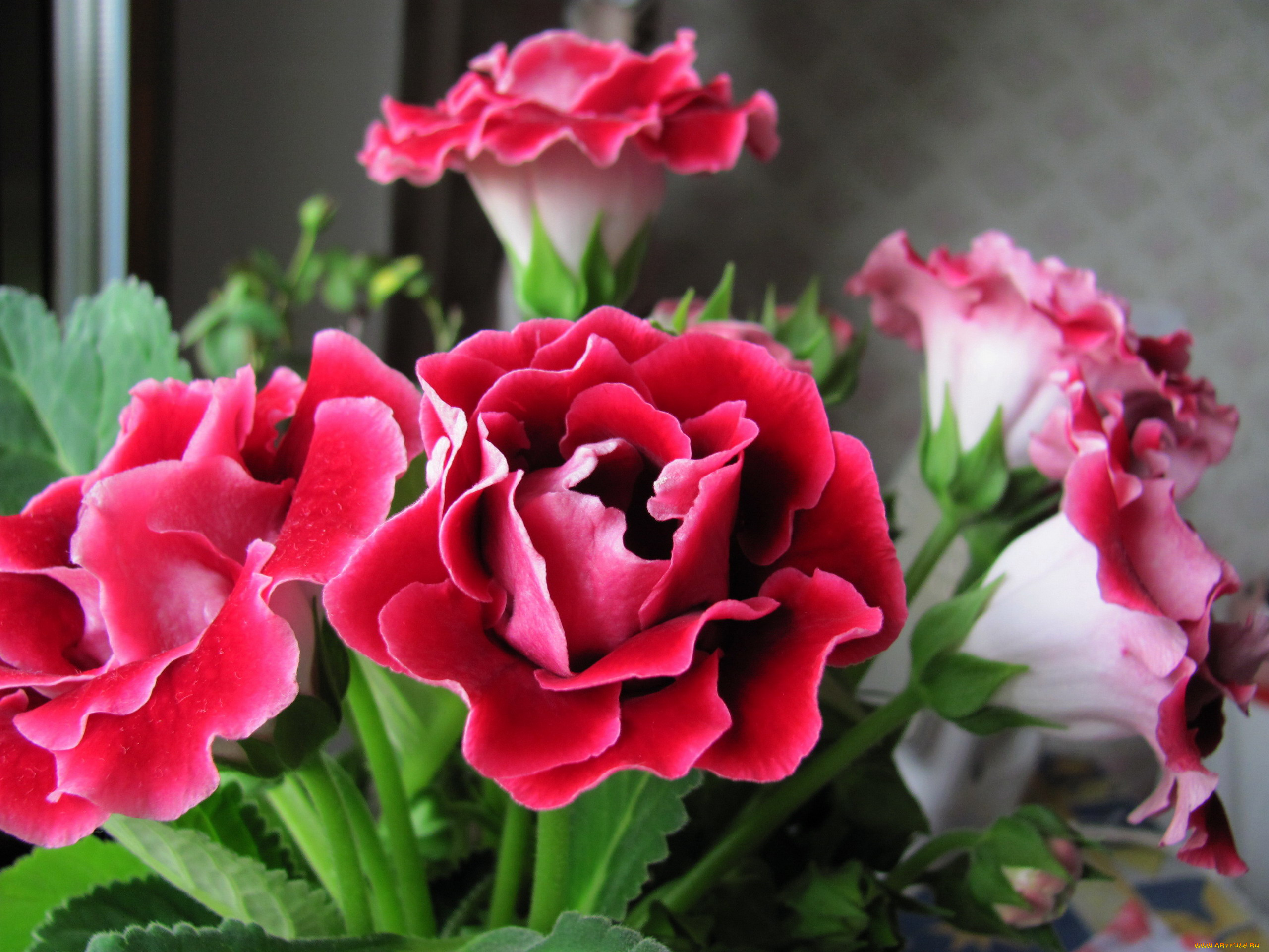 цветы, глоксиния, , синнингия, синингия