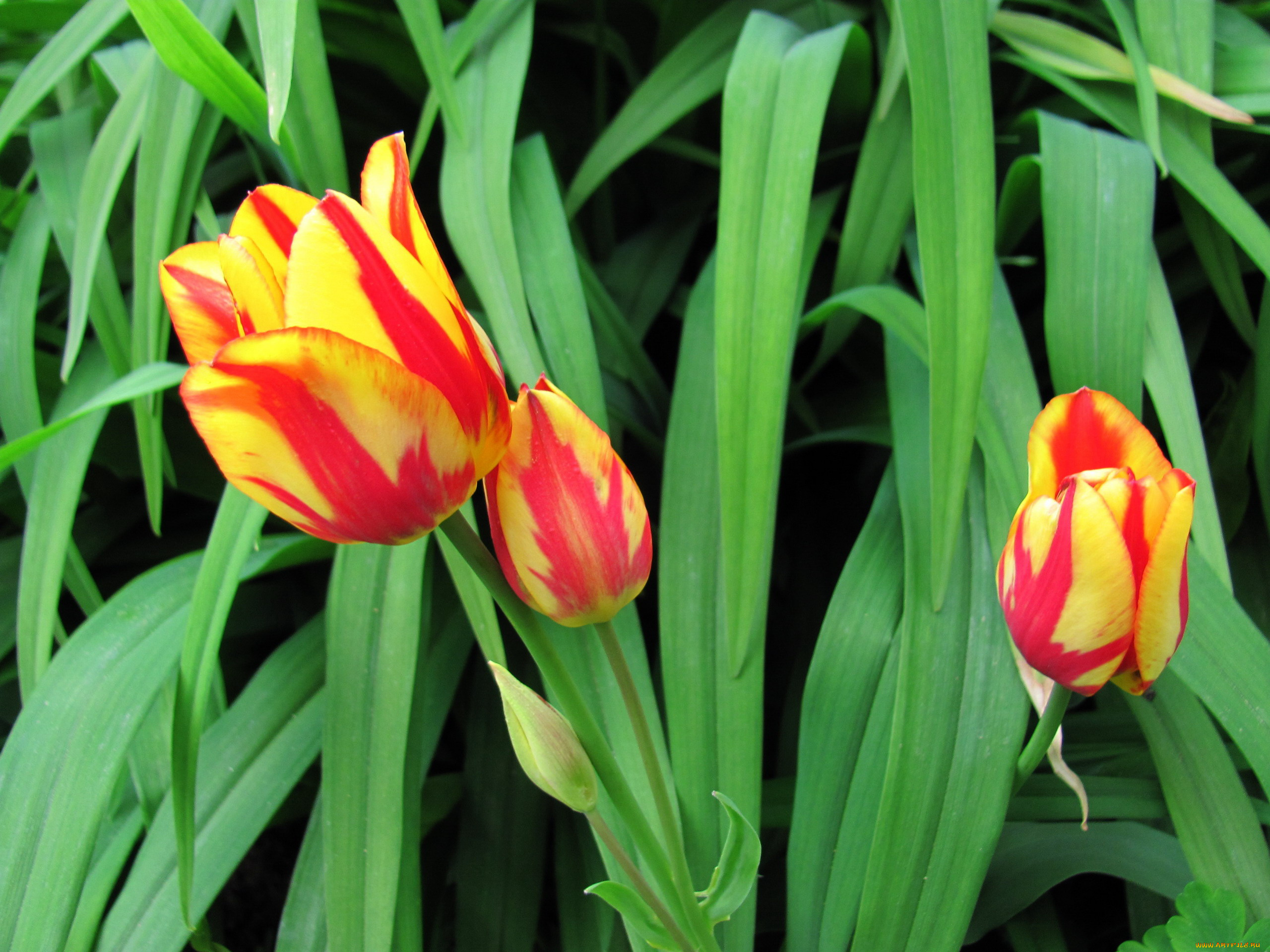 цветы, тюльпаны, пестрые, бутоны