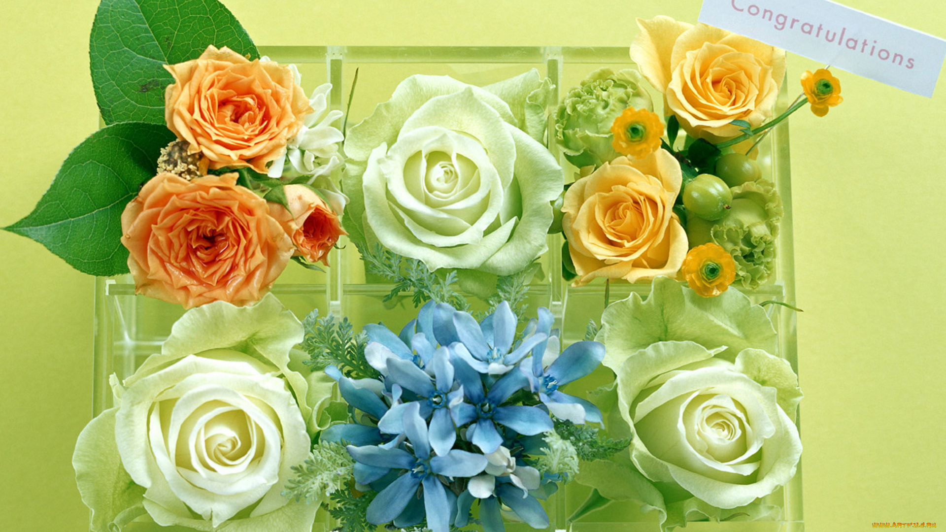 цветы, разные, вместе, ящик, ячейки