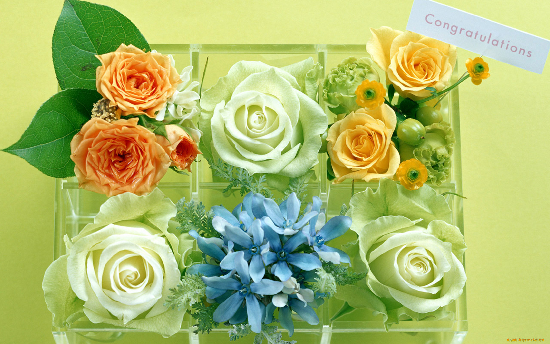 цветы, разные, вместе, ящик, ячейки