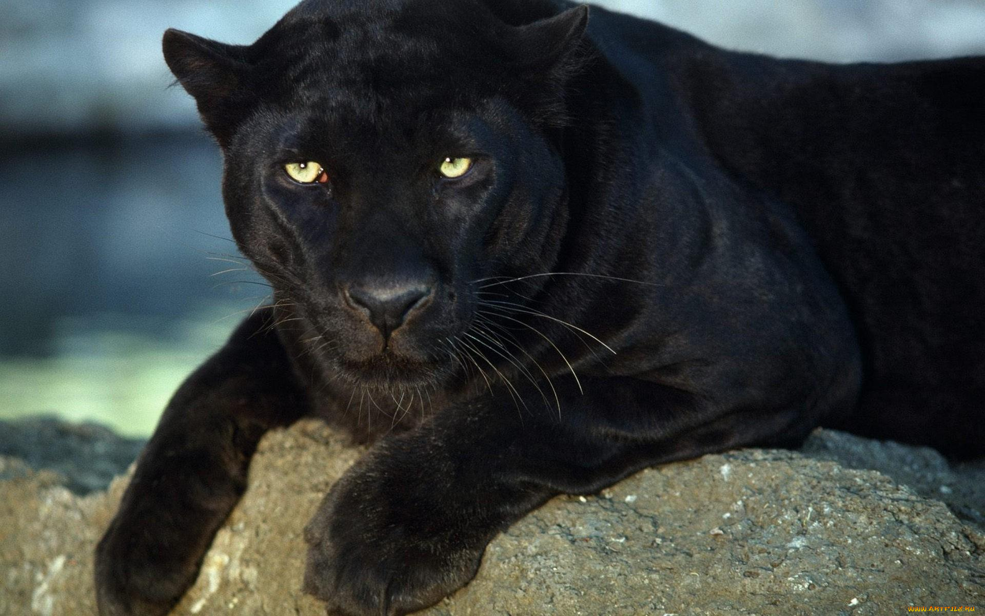 животные, пантеры, пантера, камень