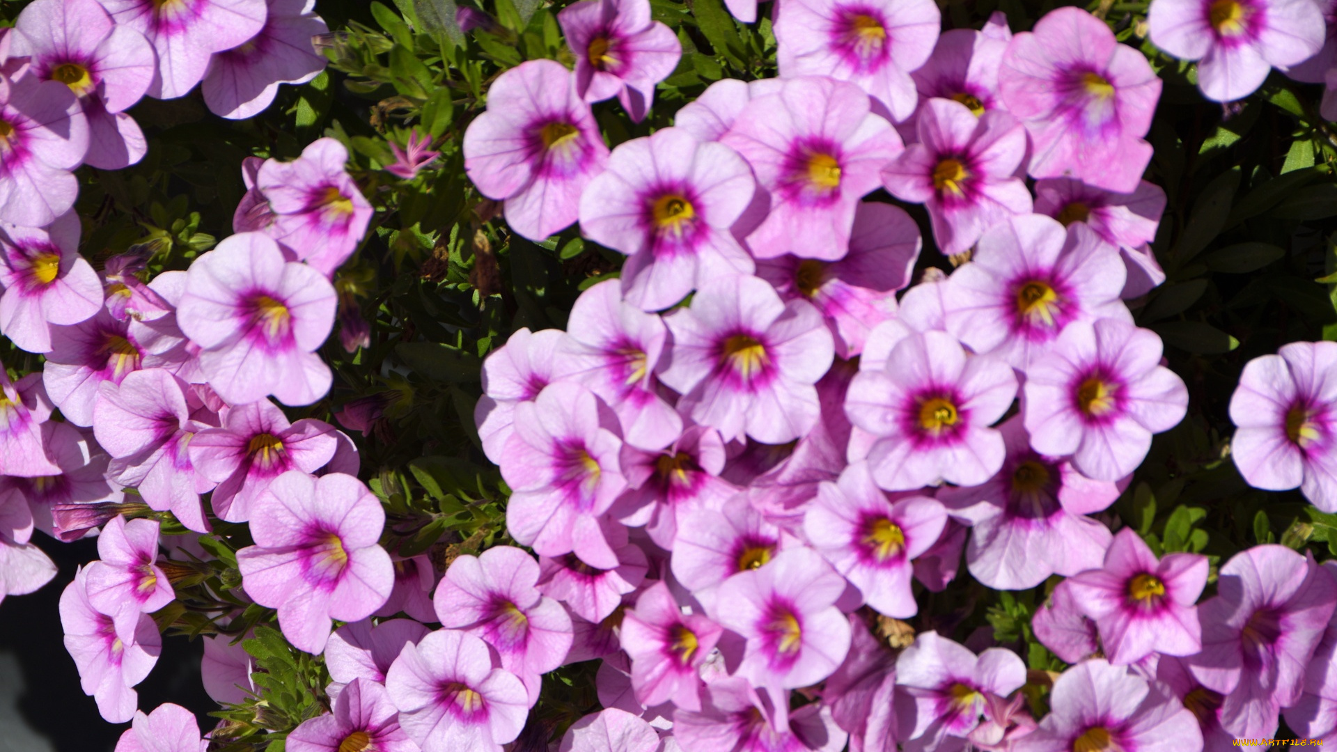 цветы, петунии, , калибрахоа, розовые, много