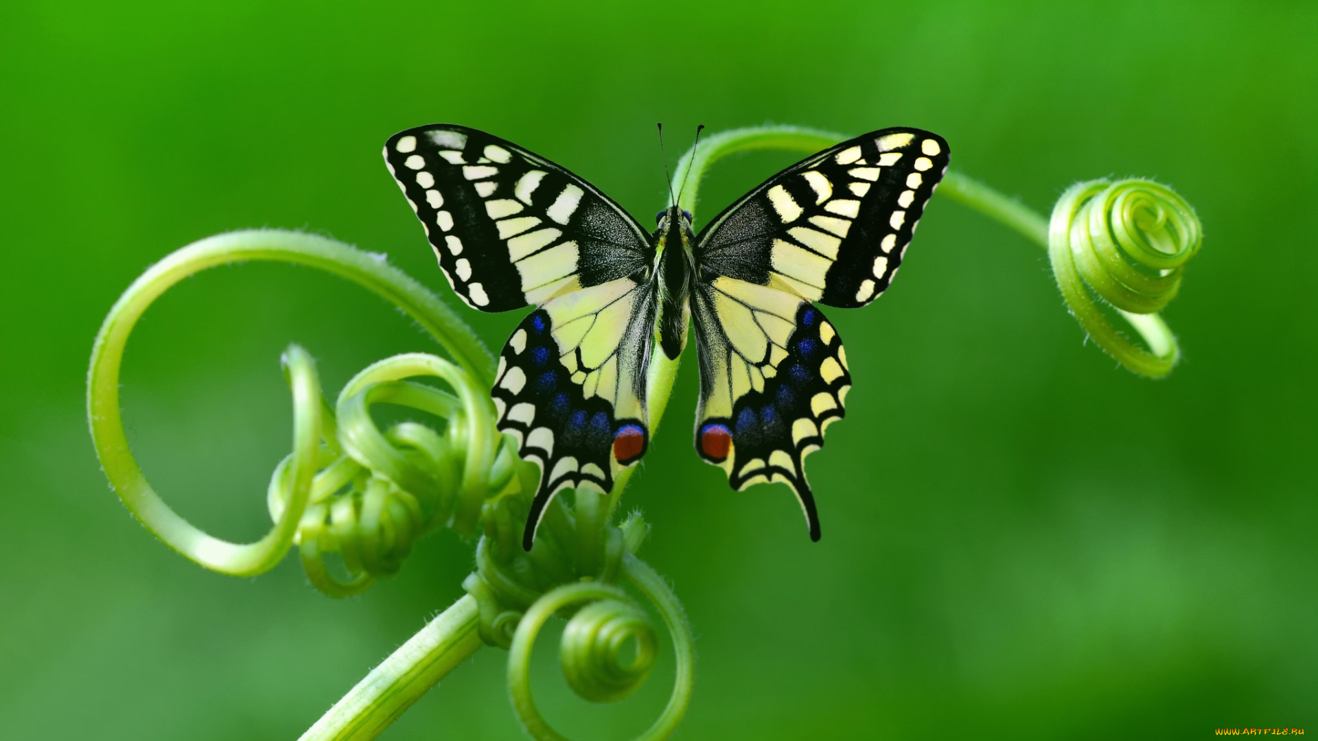 животные, бабочки, , мотыльки, , моли, макро, стебли, бабочка, насекомое