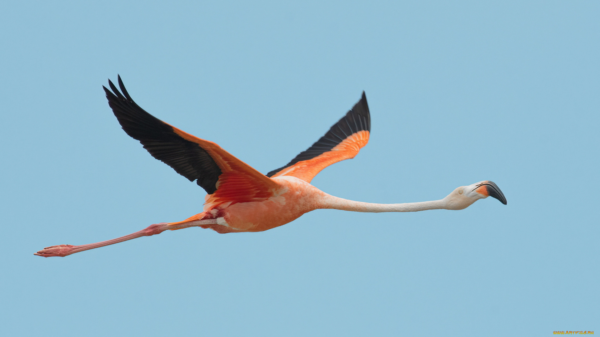 животные, фламинго, птица