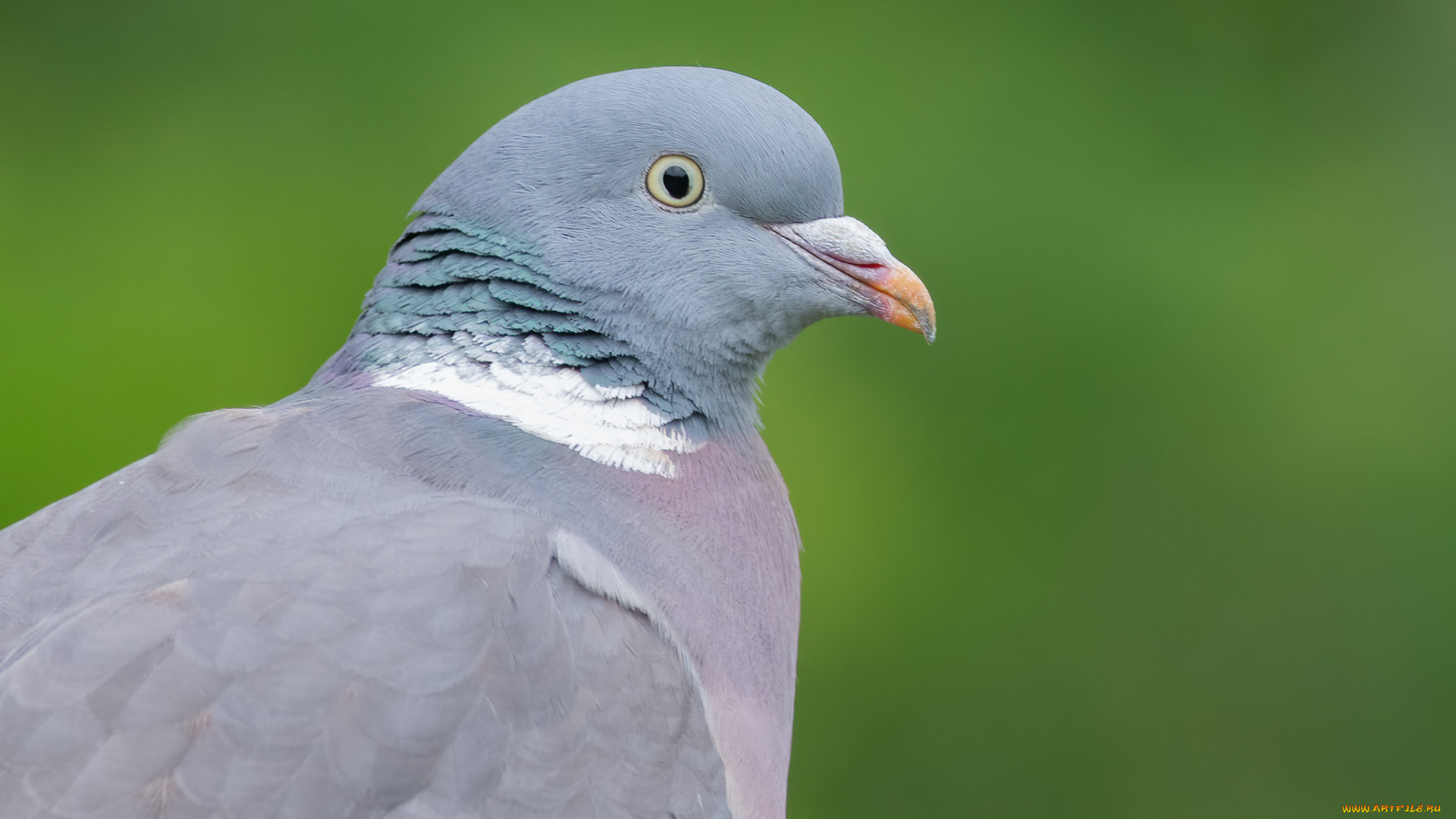 животные, голуби, птица