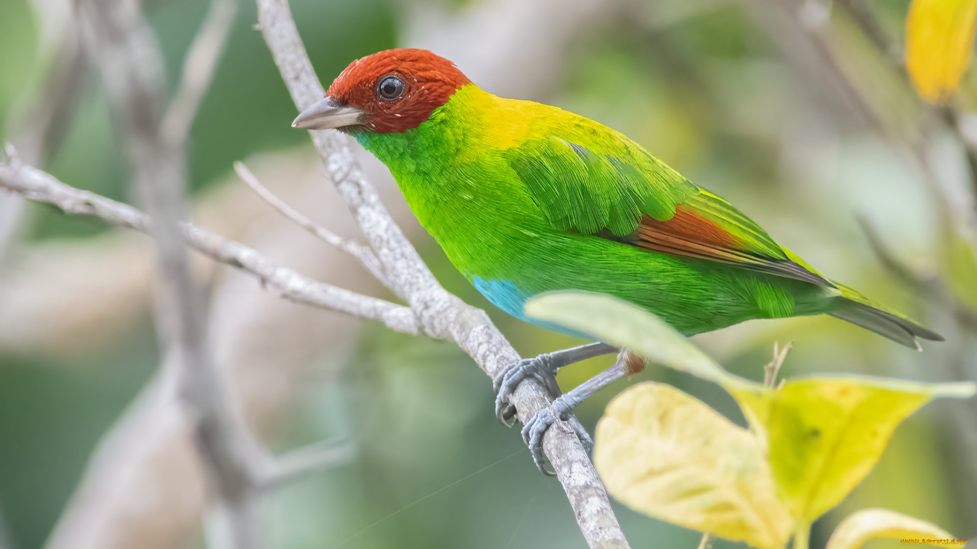 животные, птицы, птица