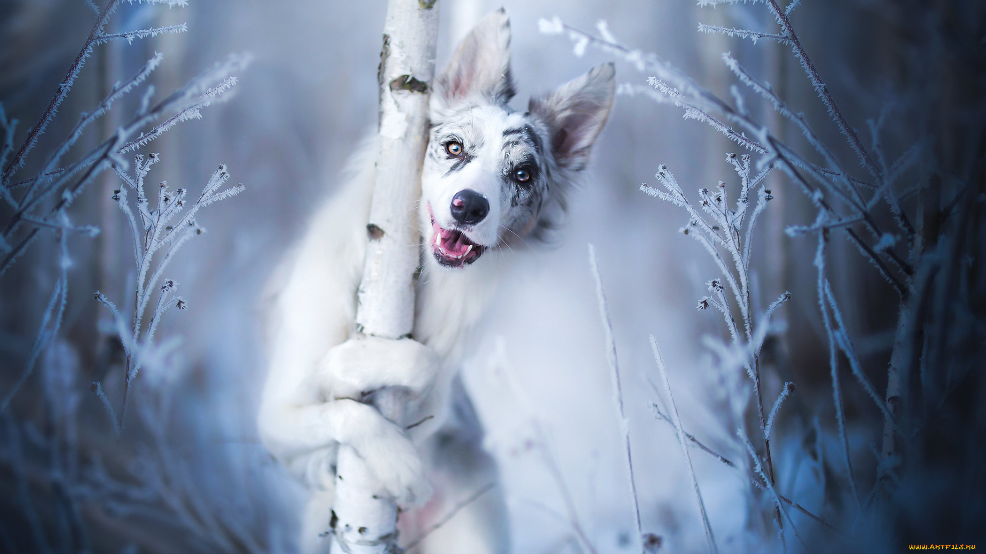 животные, собаки, собака