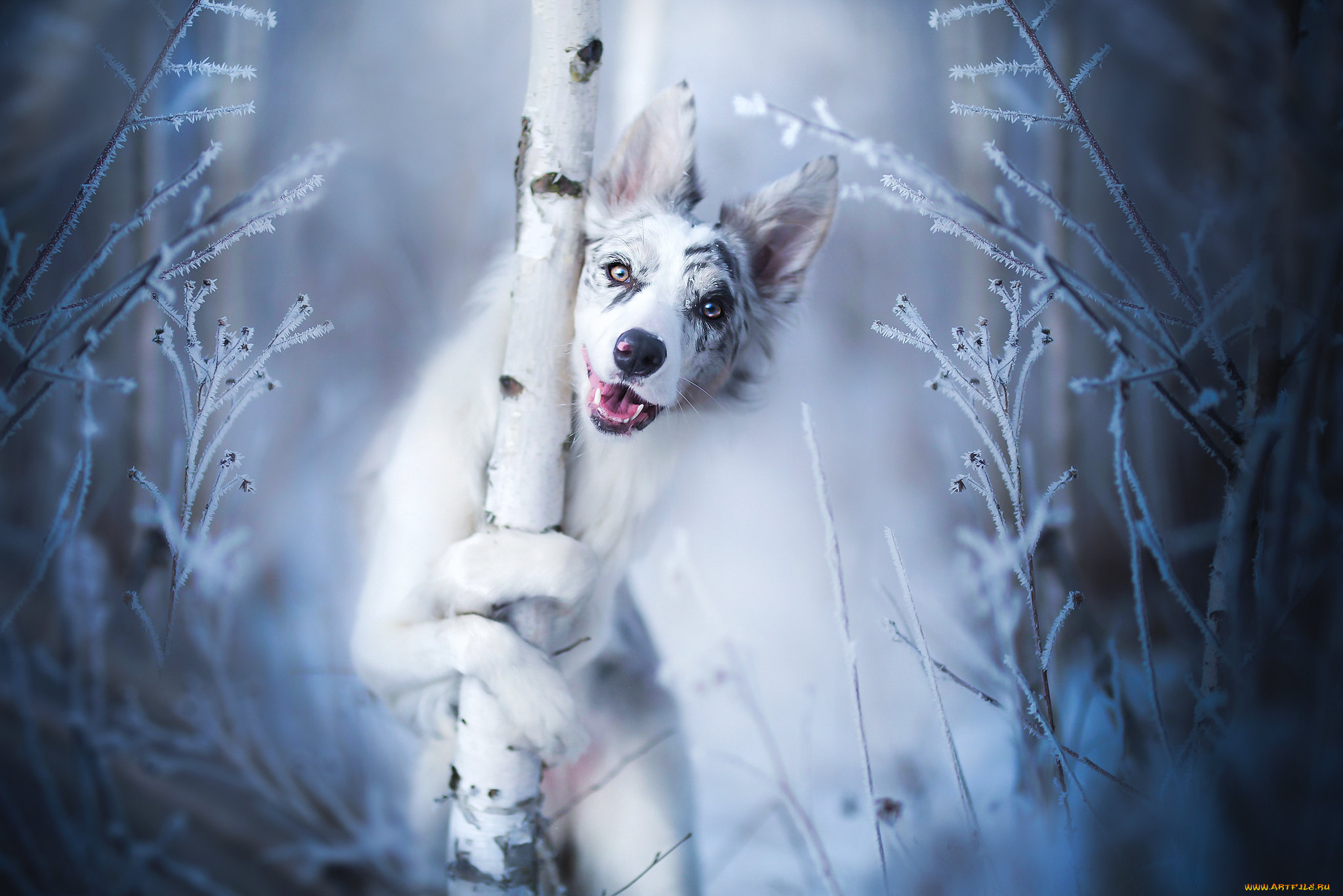 животные, собаки, собака