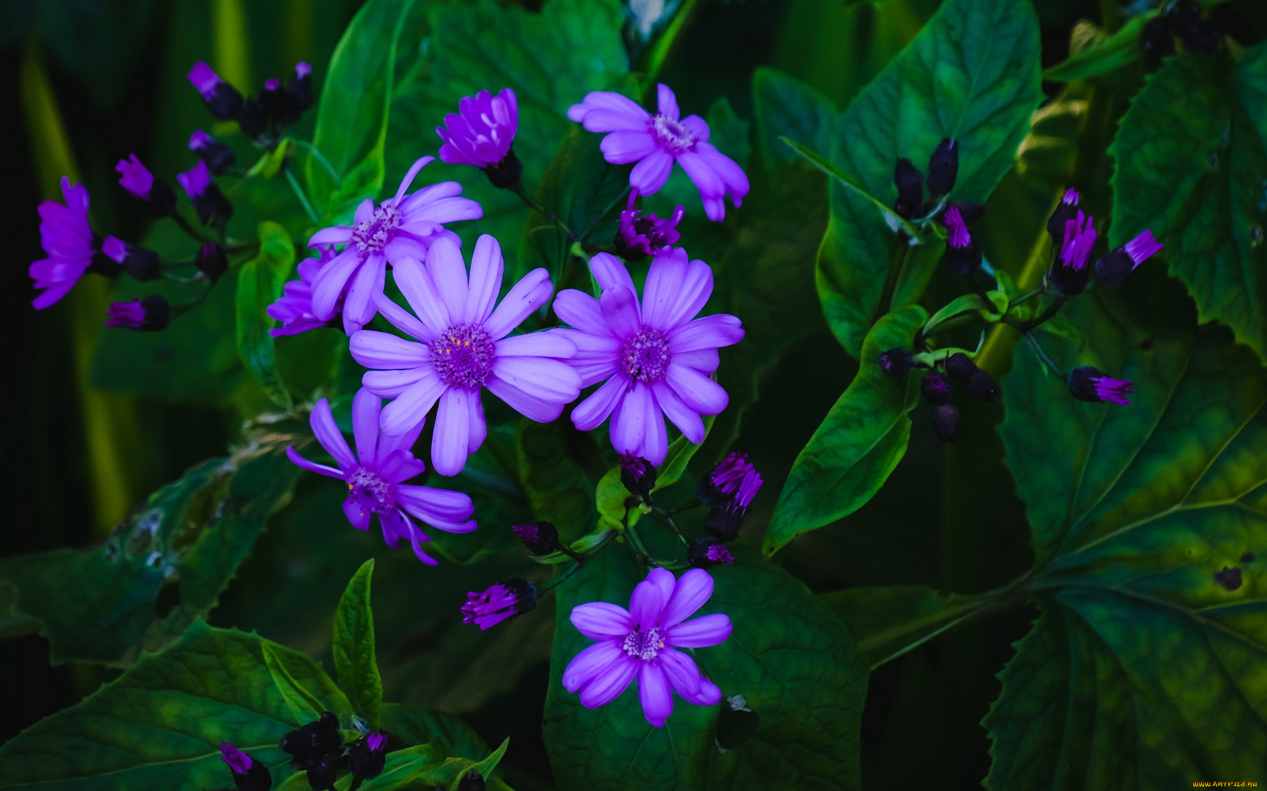 цветы, остеоспермумы, африканская, ромашка