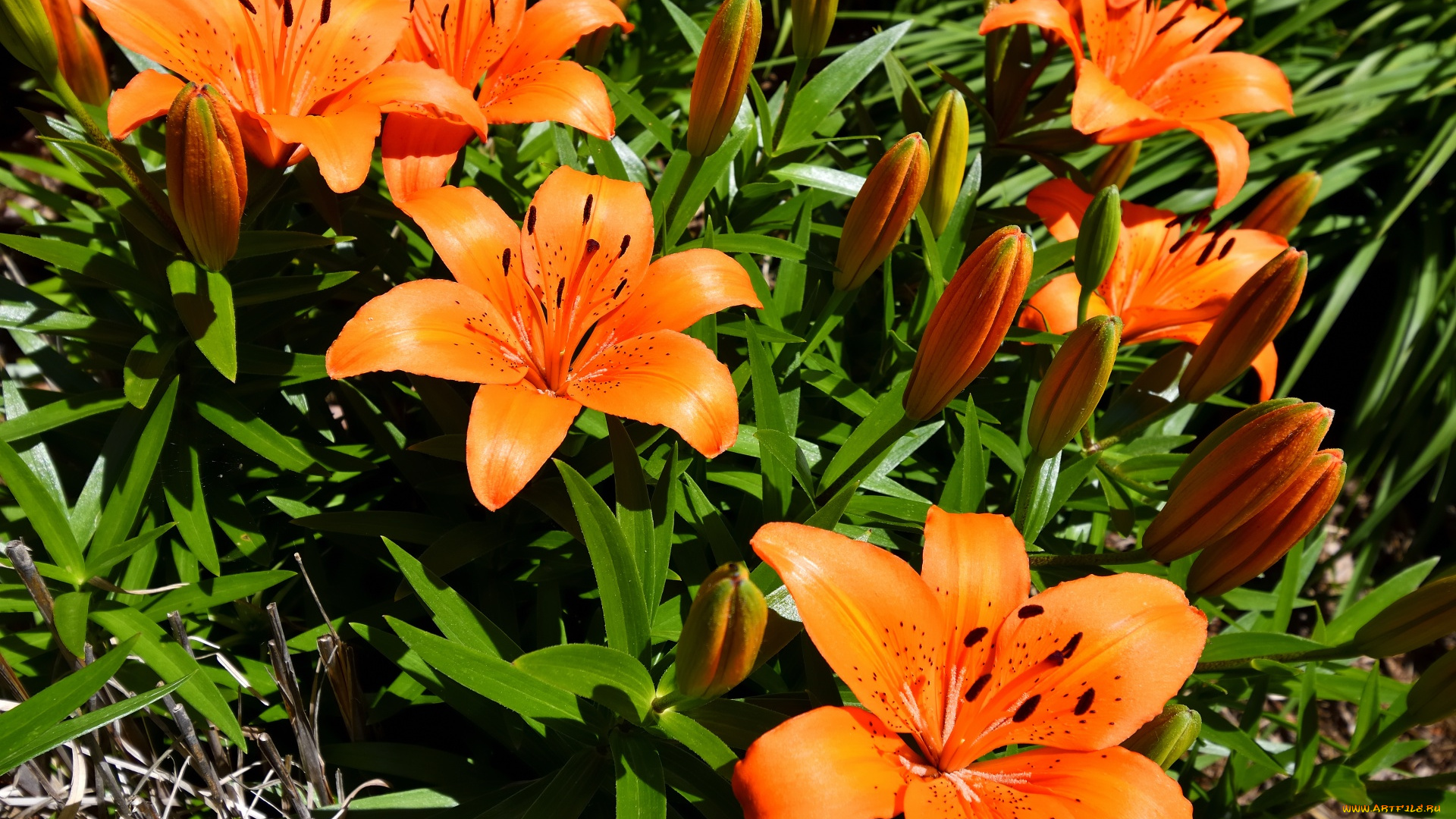 цветы, лилии, , лилейники, оранжевые, бутоны