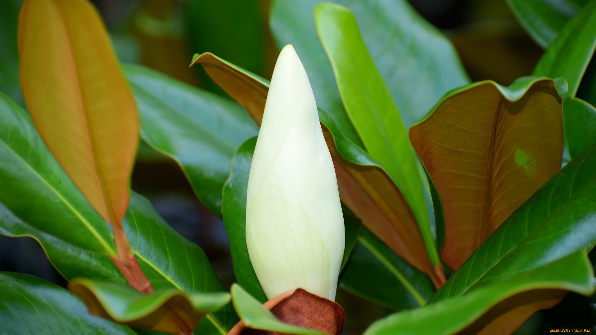 цветы, магнолии, листья, бутон, магнолия, белая