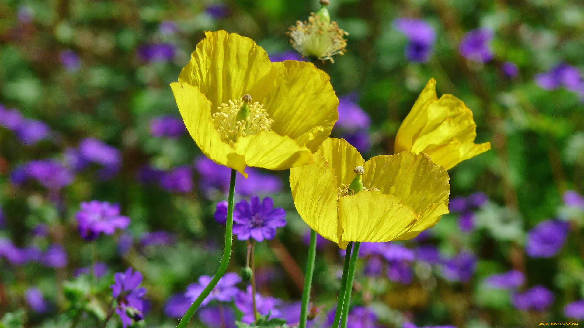 цветы, маки