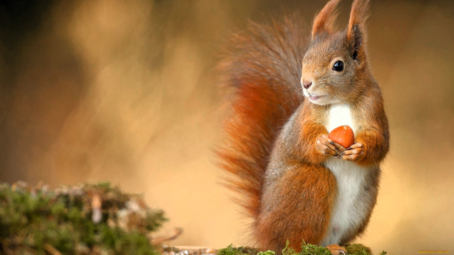животные, белки, белка, орех, мох