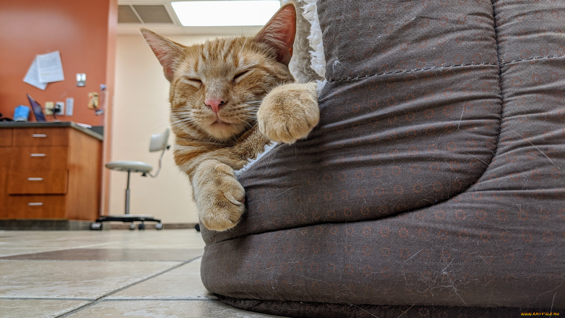 животные, коты, кот, кошка