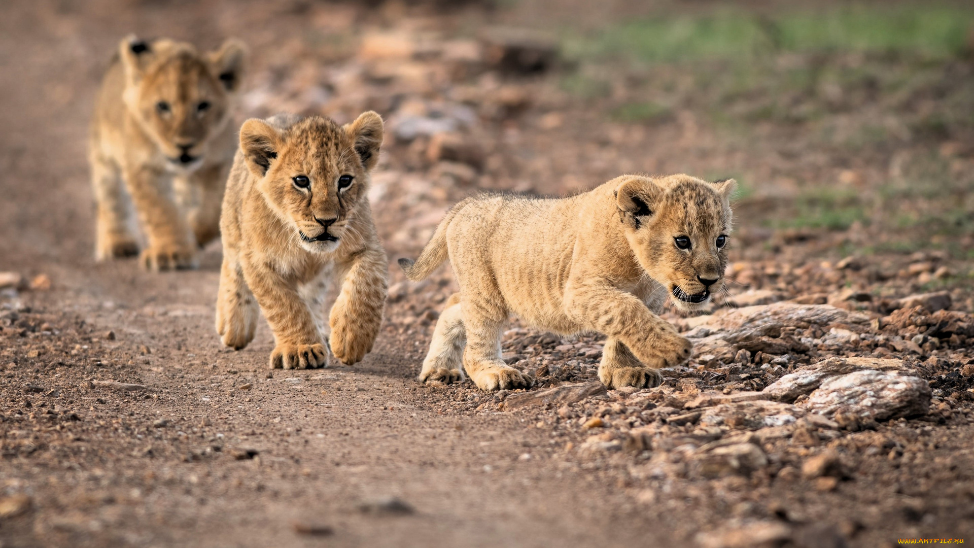 животные, львы, львята, тропа